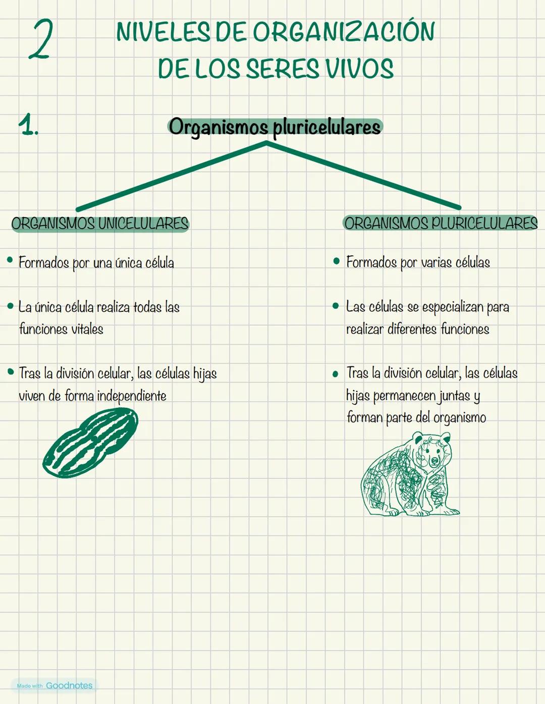 Biologia
1º BACH
Made with Goodnotes 2
1.
NIVELES DE ORGANIZACIÓN
DE LOS SERES VIVOS
Organismos pluricelulares
.
ORGANISMOS UNICELULARES
For
