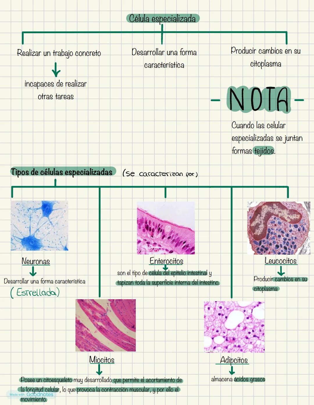 Biologia
1º BACH
Made with Goodnotes 2
1.
NIVELES DE ORGANIZACIÓN
DE LOS SERES VIVOS
Organismos pluricelulares
.
ORGANISMOS UNICELULARES
For