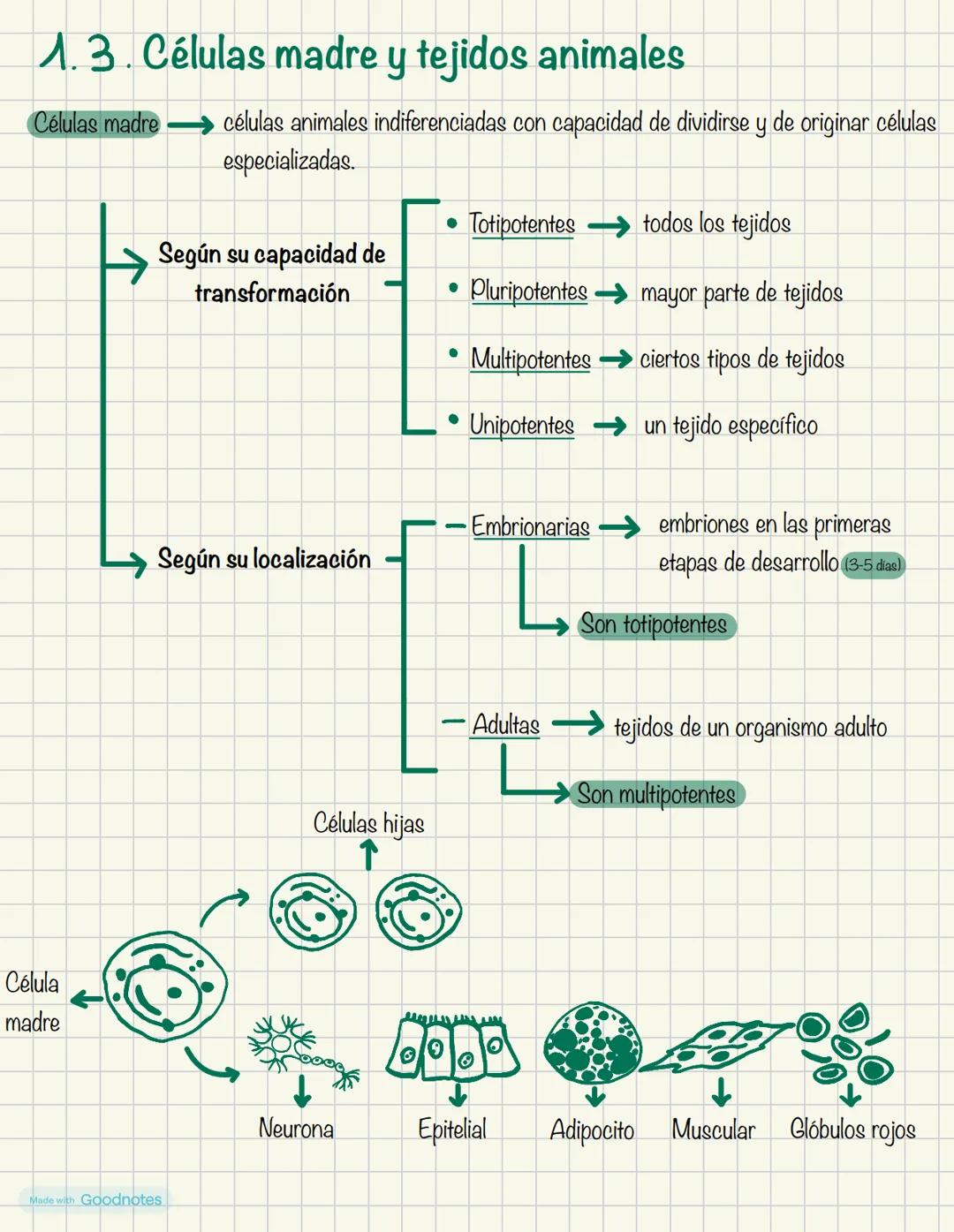 Biologia
1º BACH
Made with Goodnotes 2
1.
NIVELES DE ORGANIZACIÓN
DE LOS SERES VIVOS
Organismos pluricelulares
.
ORGANISMOS UNICELULARES
For