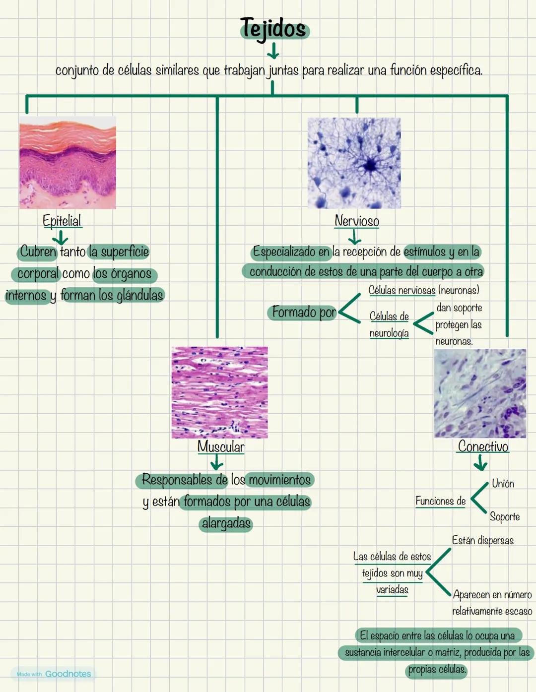 Biologia
1º BACH
Made with Goodnotes 2
1.
NIVELES DE ORGANIZACIÓN
DE LOS SERES VIVOS
Organismos pluricelulares
.
ORGANISMOS UNICELULARES
For