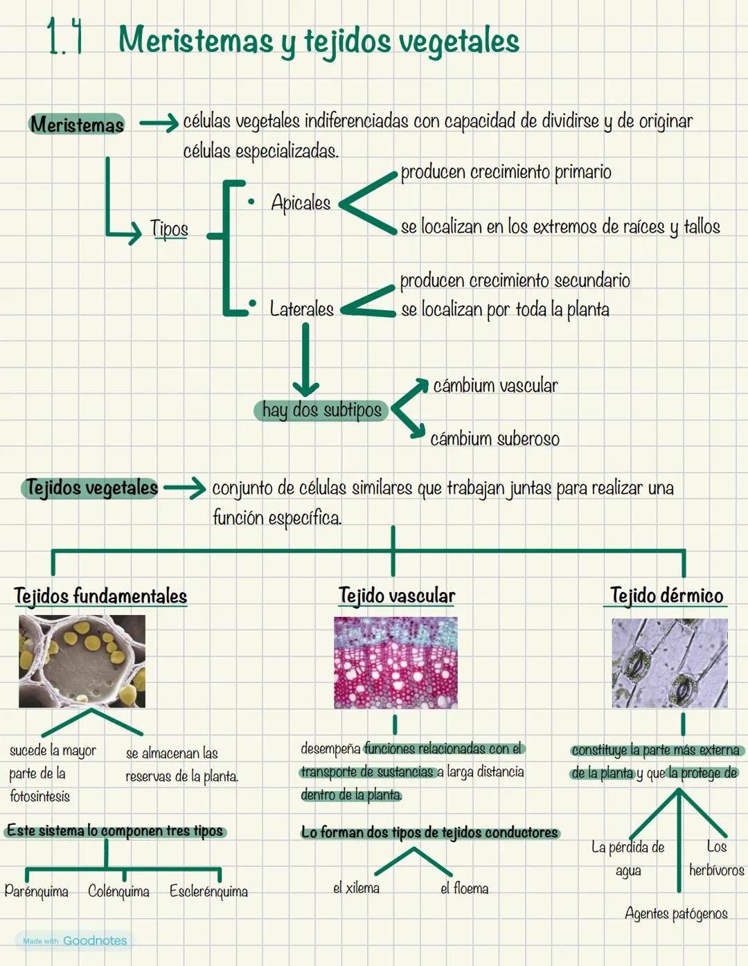 Biologia
1º BACH
Made with Goodnotes 2
1.
NIVELES DE ORGANIZACIÓN
DE LOS SERES VIVOS
Organismos pluricelulares
.
ORGANISMOS UNICELULARES
For