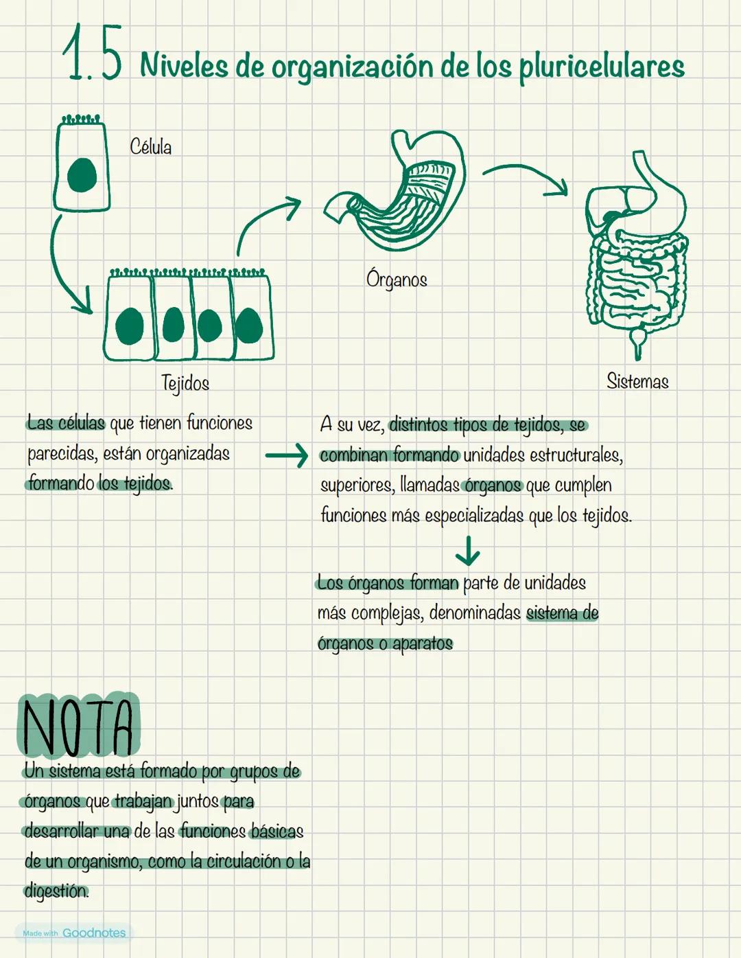 Biologia
1º BACH
Made with Goodnotes 2
1.
NIVELES DE ORGANIZACIÓN
DE LOS SERES VIVOS
Organismos pluricelulares
.
ORGANISMOS UNICELULARES
For