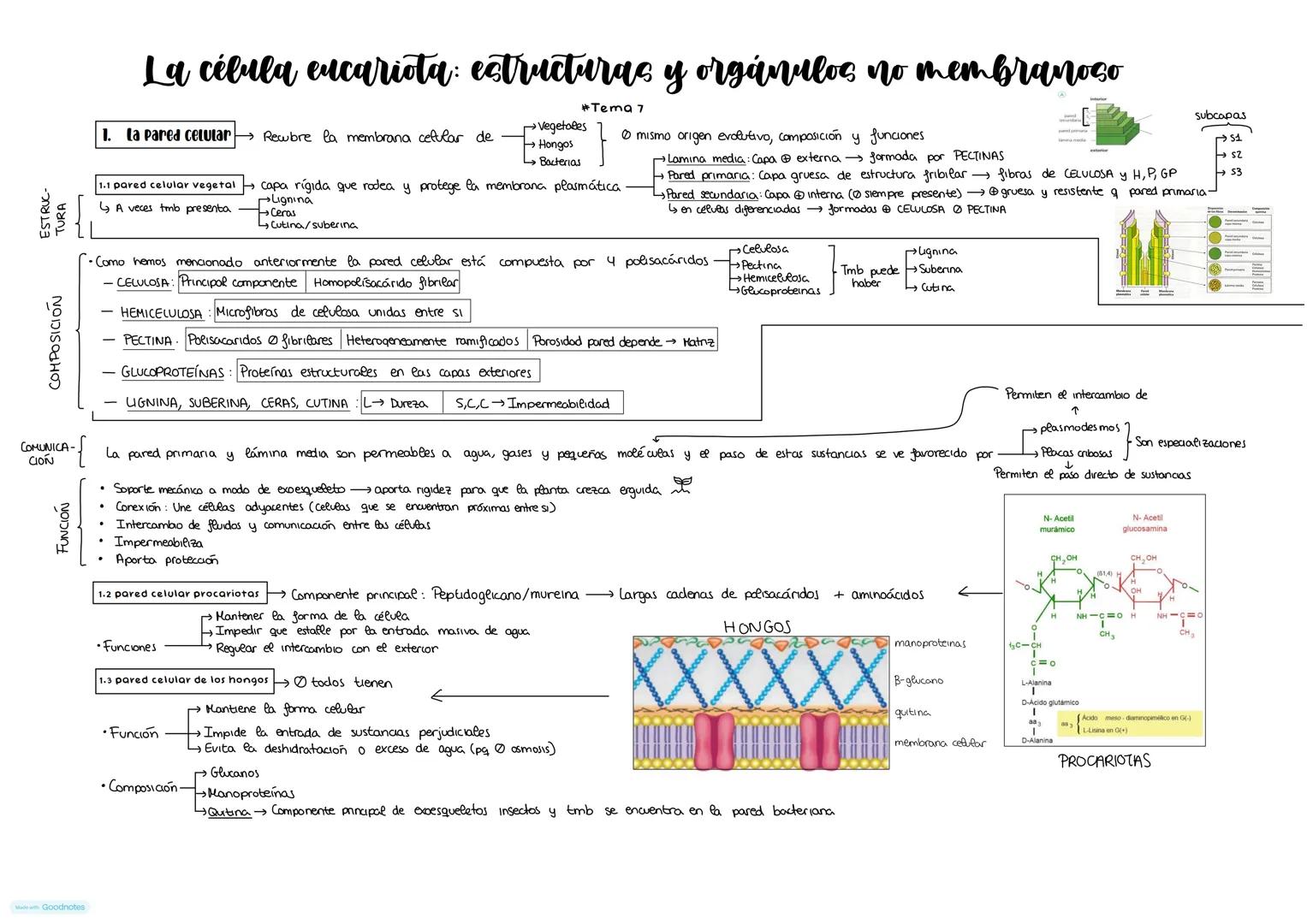 # La célula eucariota: estructuras y orgánulos no membranoso
1. La pared celular
Rewbre la membrana celular de
#Tema 7
→Vegetales 10 mism