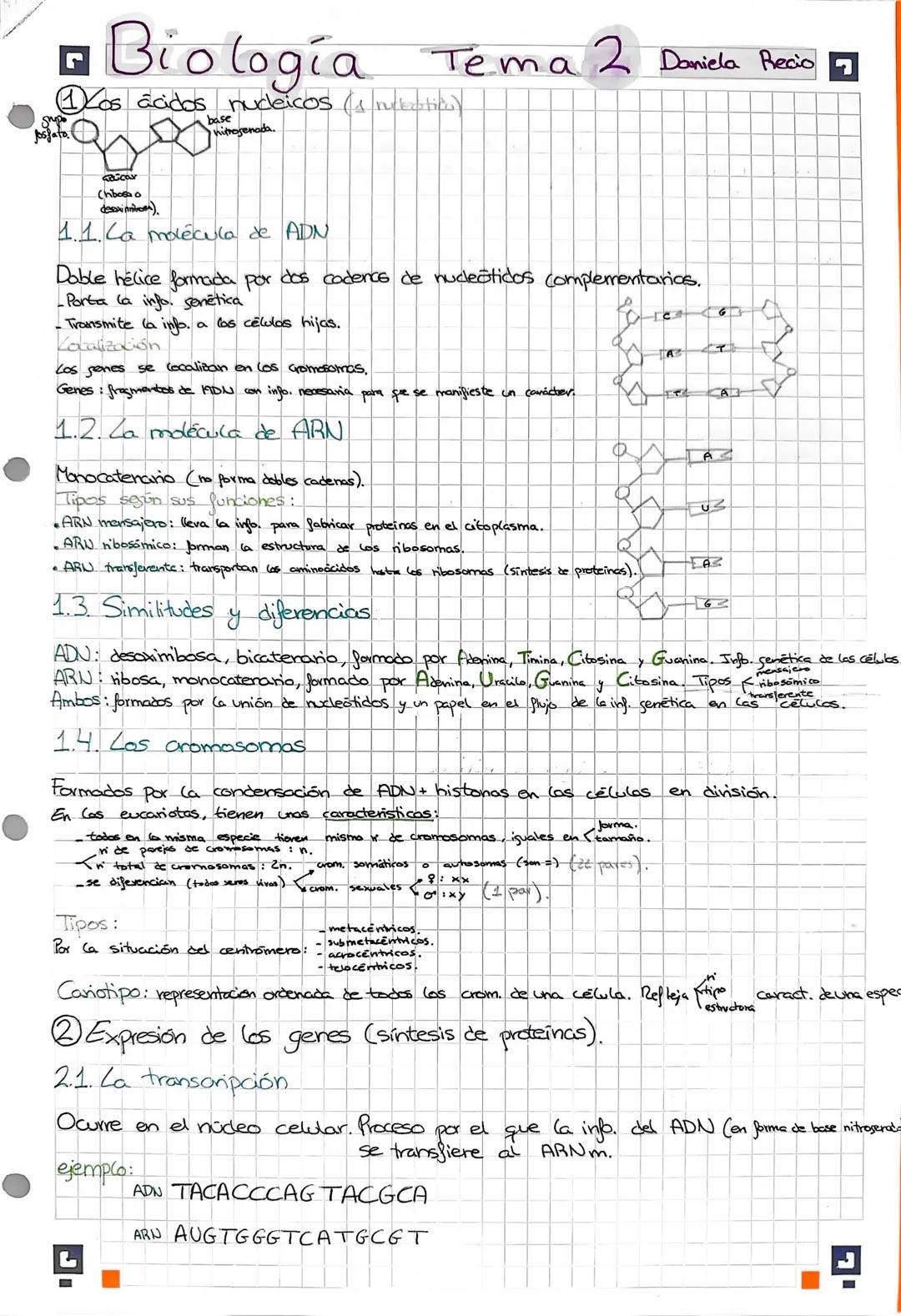 Josfato.
■ Biologia Tema 2 Daniela Recio 7
Cos ácidos nucleicos (s nubotica)
base
nitrogenada.
Car
Chibosa o
desoxinition).
1.1. La molécula