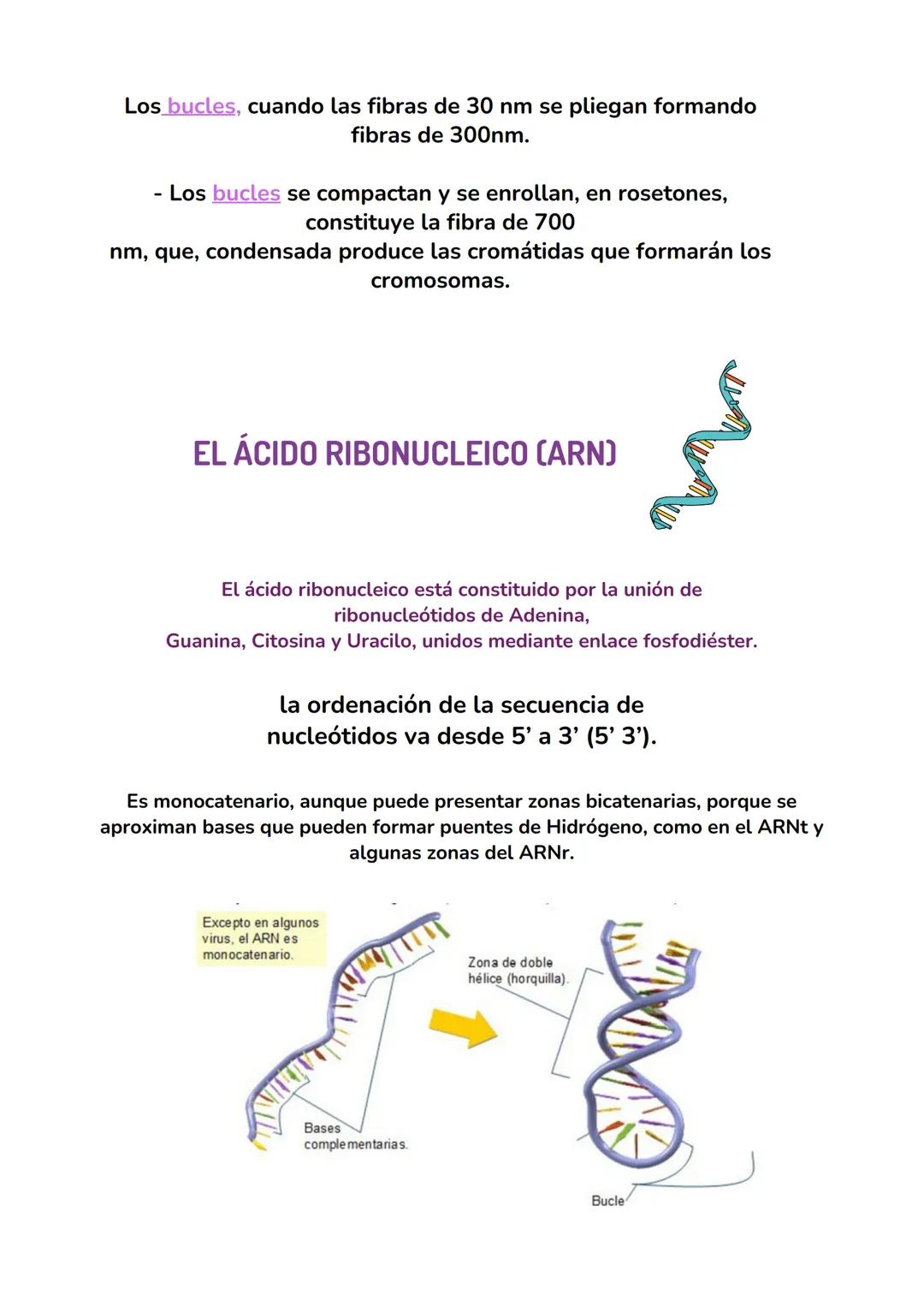 ACIDOS
NUCLEICOS
biologia tema 7 IMPORTANCIA BIOLÓGICA DE LOS ÁCIDOS NUCLEICOS
Los ácidos nucleicos son las biomoléculas encargadas
de almac