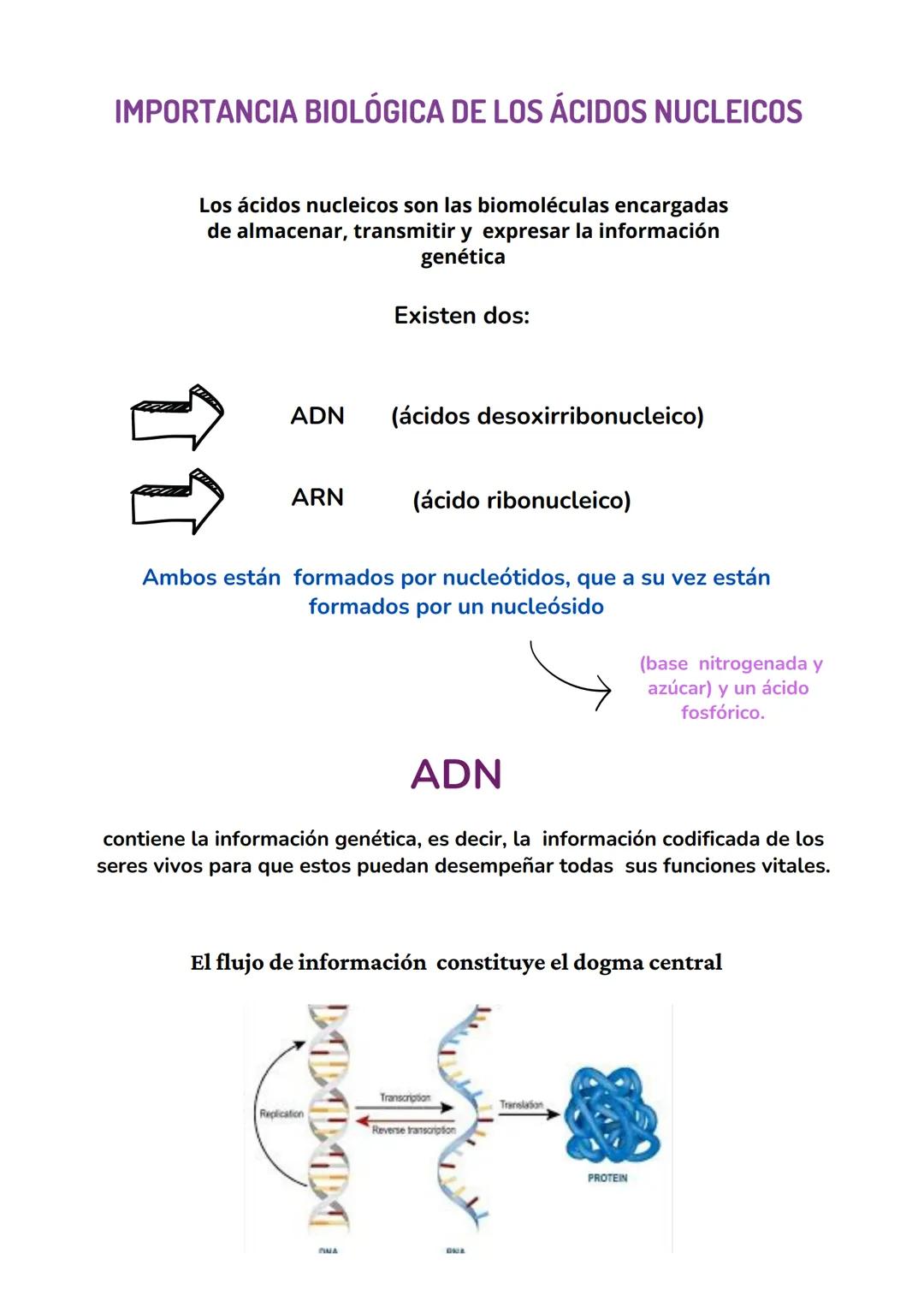 ACIDOS
NUCLEICOS
biologia tema 7 IMPORTANCIA BIOLÓGICA DE LOS ÁCIDOS NUCLEICOS
Los ácidos nucleicos son las biomoléculas encargadas
de almac