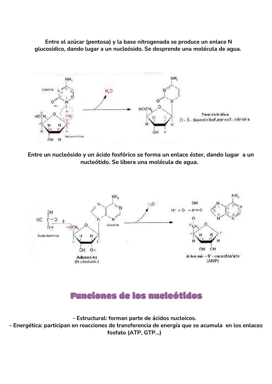 ACIDOS
NUCLEICOS
biologia tema 7 IMPORTANCIA BIOLÓGICA DE LOS ÁCIDOS NUCLEICOS
Los ácidos nucleicos son las biomoléculas encargadas
de almac