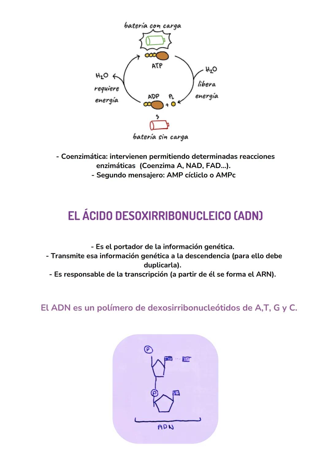 ACIDOS
NUCLEICOS
biologia tema 7 IMPORTANCIA BIOLÓGICA DE LOS ÁCIDOS NUCLEICOS
Los ácidos nucleicos son las biomoléculas encargadas
de almac