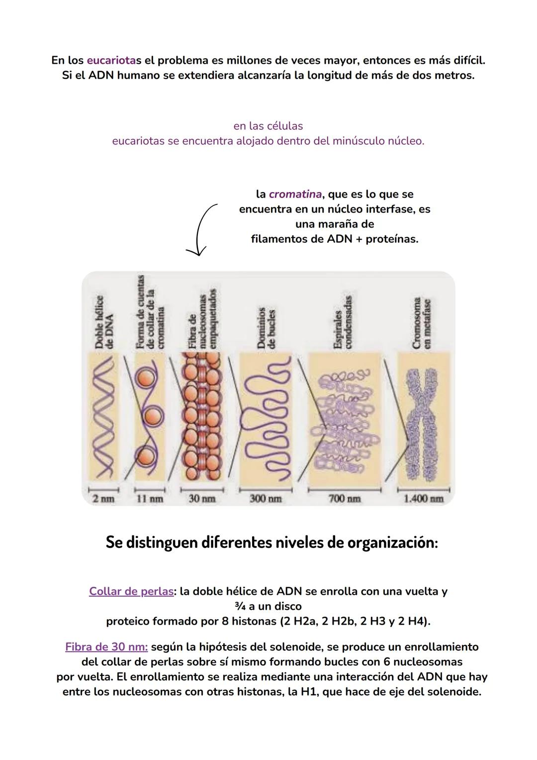 ACIDOS
NUCLEICOS
biologia tema 7 IMPORTANCIA BIOLÓGICA DE LOS ÁCIDOS NUCLEICOS
Los ácidos nucleicos son las biomoléculas encargadas
de almac