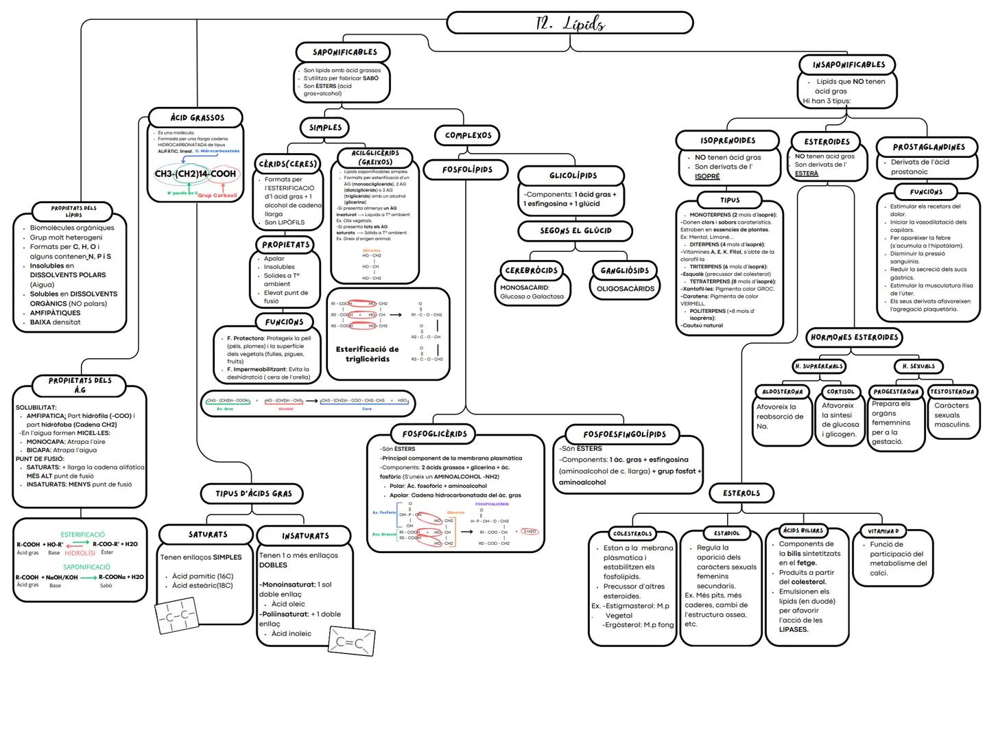 SAPONIFICABLES
Son lipids amb acid grassos
S'utilitza per fabricar SABÓ
Son ÉSTERS (acid
gras+alcohol)
12. Lipids
INSAPONIFICABLES
Lipids