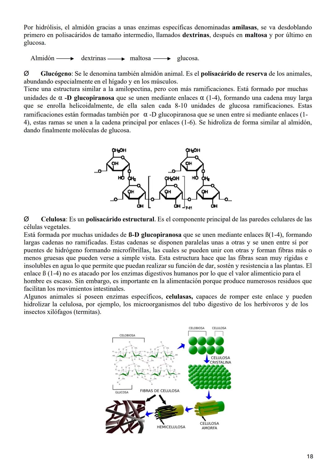 # 1.3. LOS GLÚCIDOS
Los glúcidos son biomoléculas orgánicas que están formadas principalmente por C, Hy О.
Su fórmula general empírica es C