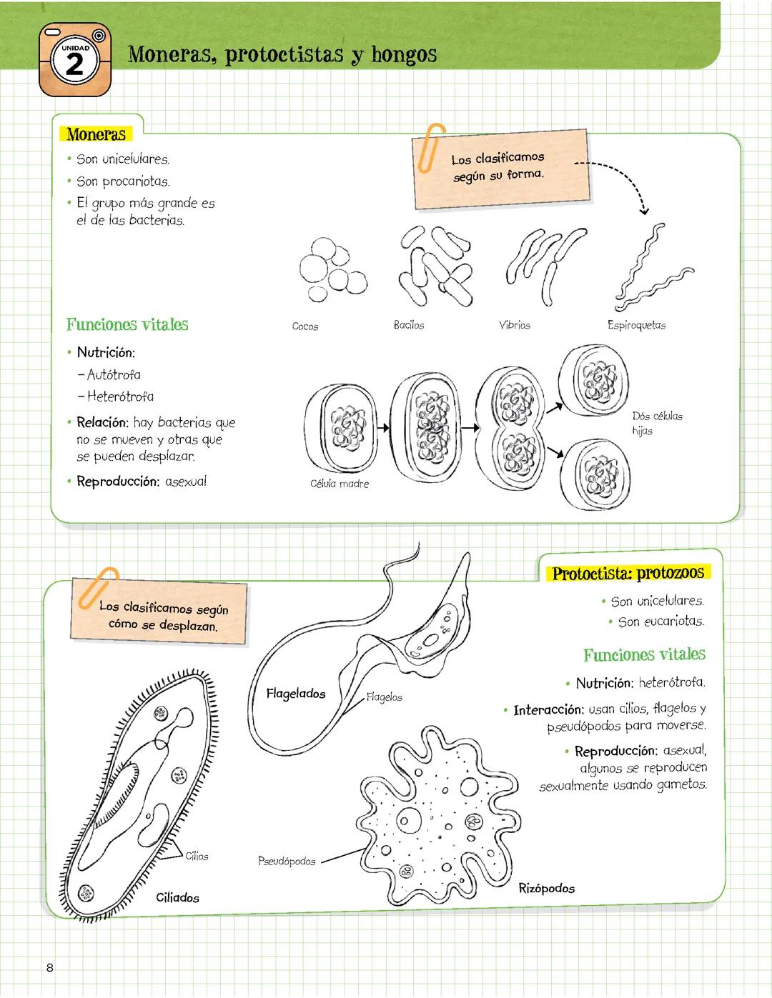 Moneras,protoccistas y hongos