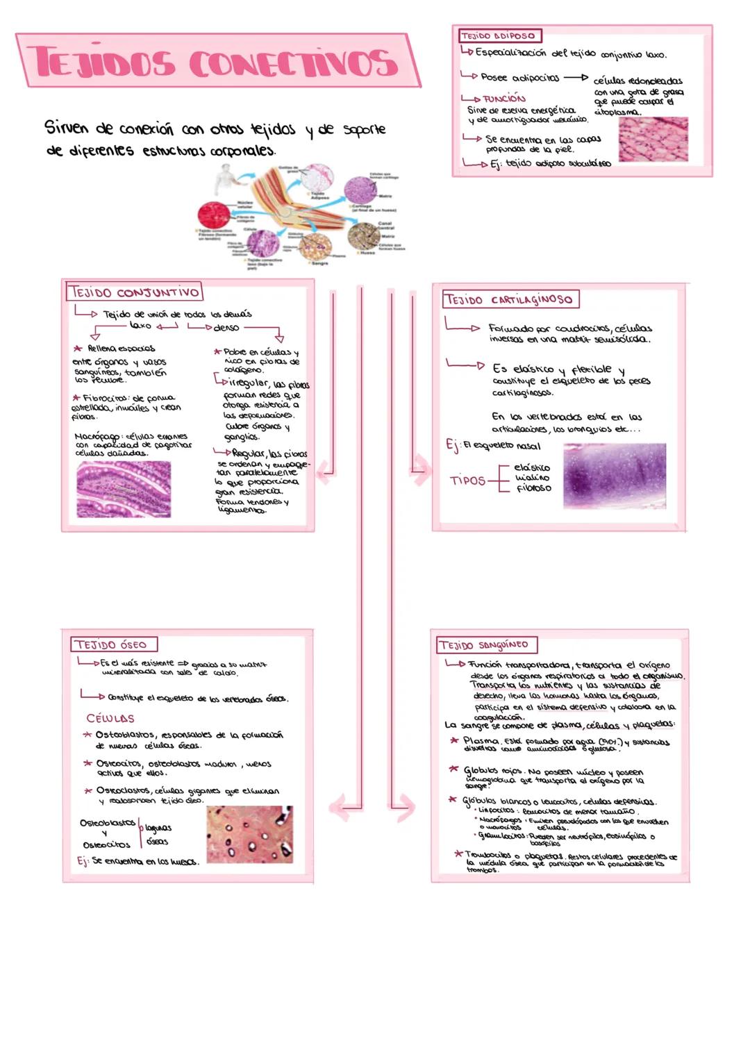 # TEJIDOS CONECTIVOS
Sirven de conexión con otros tejidos y de soporte
de diferentes estructuras corporales.
TEJIDO ADIPOSO
Lo Especializ