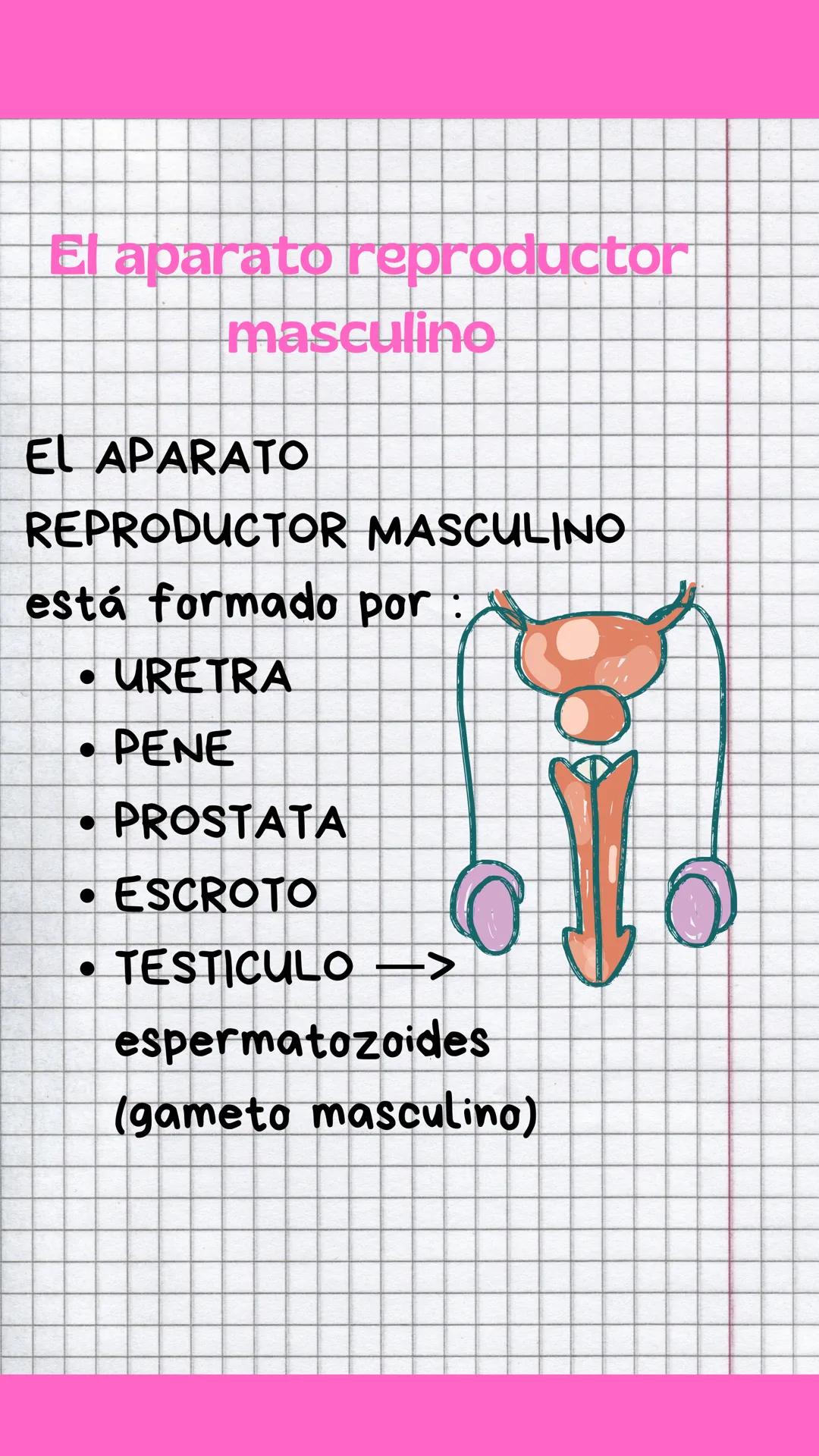 # La reproducción:
La reproducción es la función
que nos permite tener
descendientes. Los seres
humanos tenemos
REPRODUCCIÓN SEXUAL
La rep