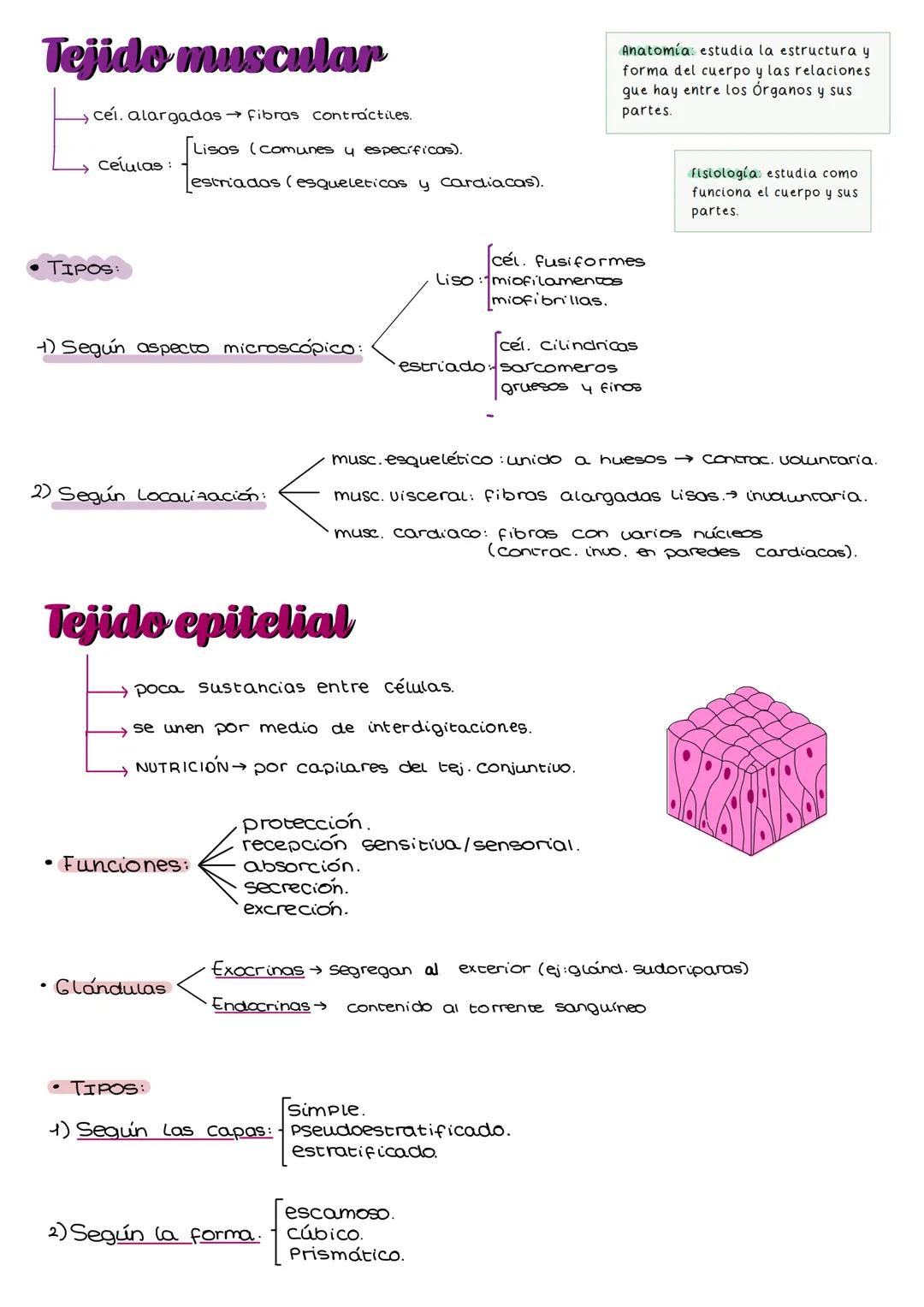 # Tejido muscular
→cel. alargadas fibras contráctiles.
Células:
Lisas (comunes y específicas).
estriadas (esqueleticas y cardiacas).
An