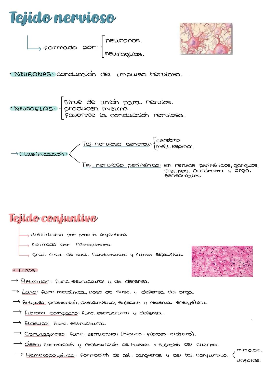 # Tejido muscular
→cel. alargadas fibras contráctiles.
Células:
Lisas (comunes y específicas).
estriadas (esqueleticas y cardiacas).
An