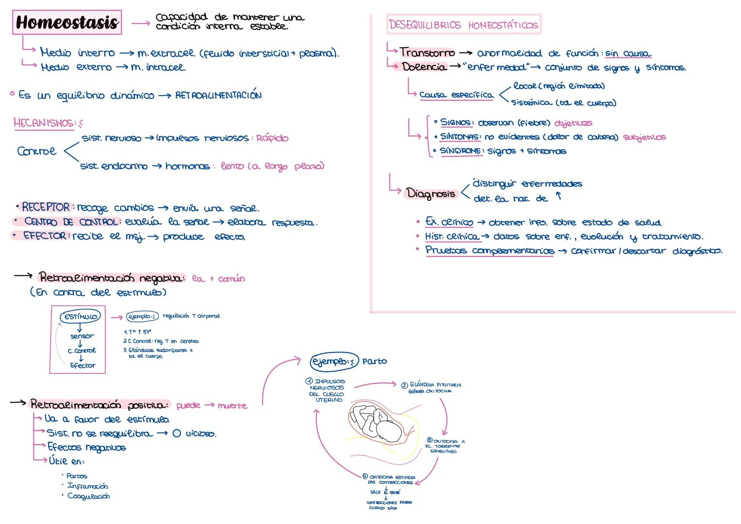 # Tejido muscular
→cel. alargadas fibras contráctiles.
Células:
Lisas (comunes y específicas).
estriadas (esqueleticas y cardiacas).
An
