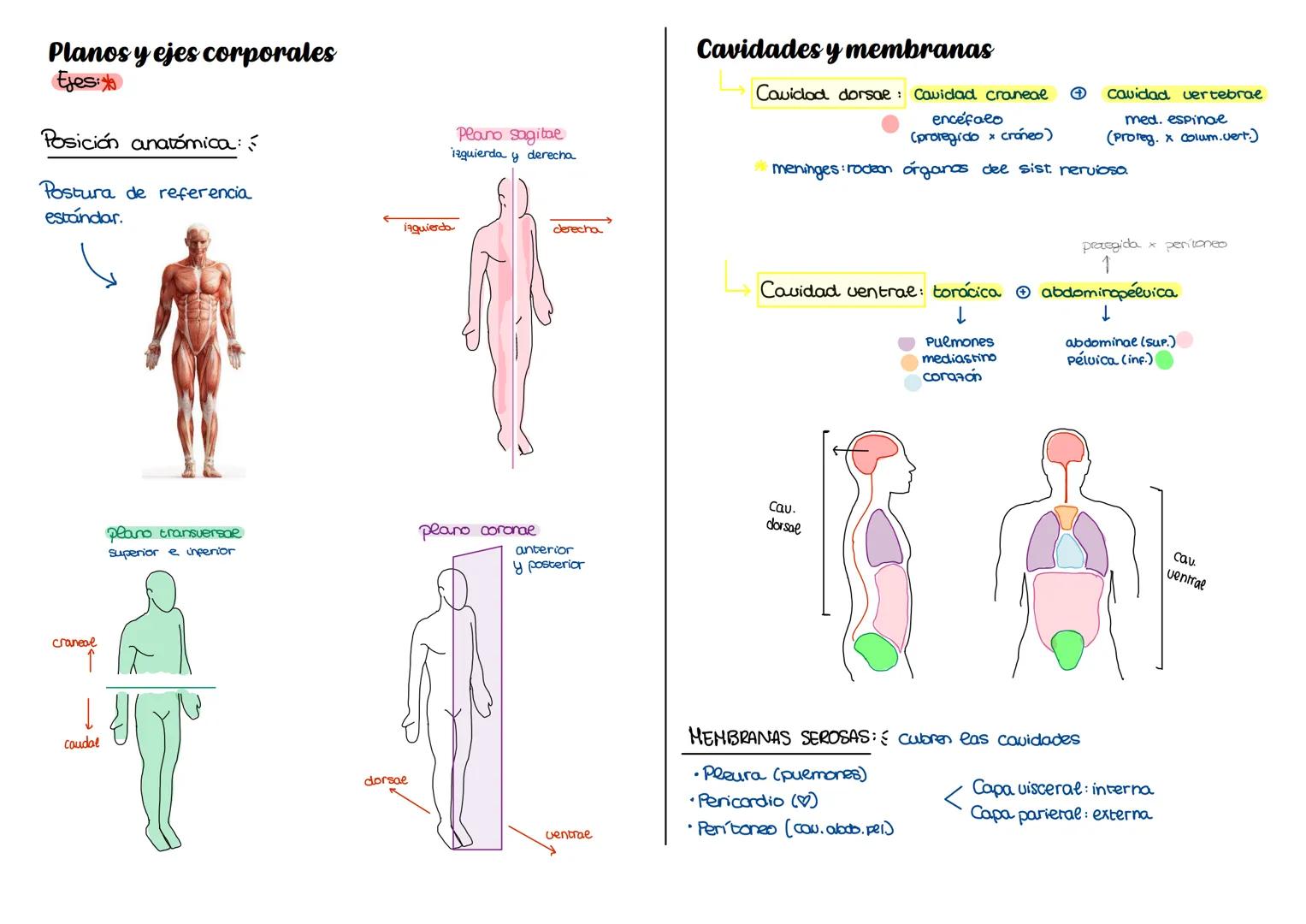 # Tejido muscular
→cel. alargadas fibras contráctiles.
Células:
Lisas (comunes y específicas).
estriadas (esqueleticas y cardiacas).
An