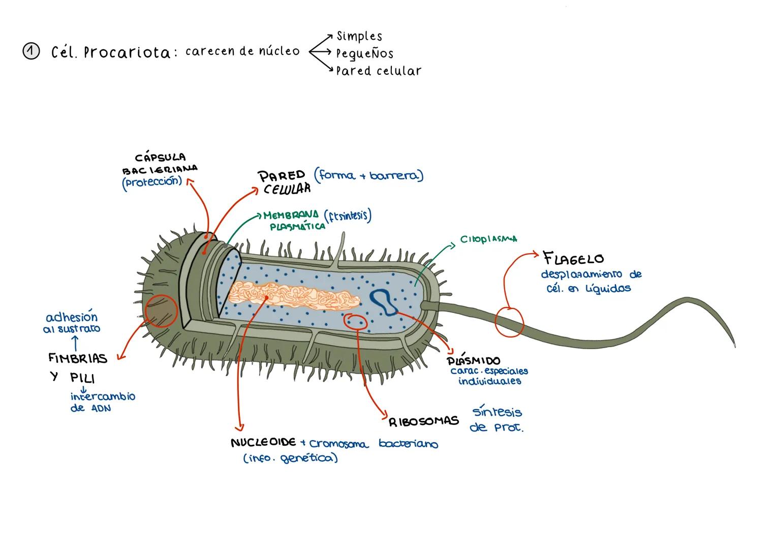 La célula
Material genético (ADN)
→ Ud. básica de la vida
Membrana plasmática Integridad de cél.
Resp. Cél.
RELACIÓN CELULAR: x memb cel
Cap