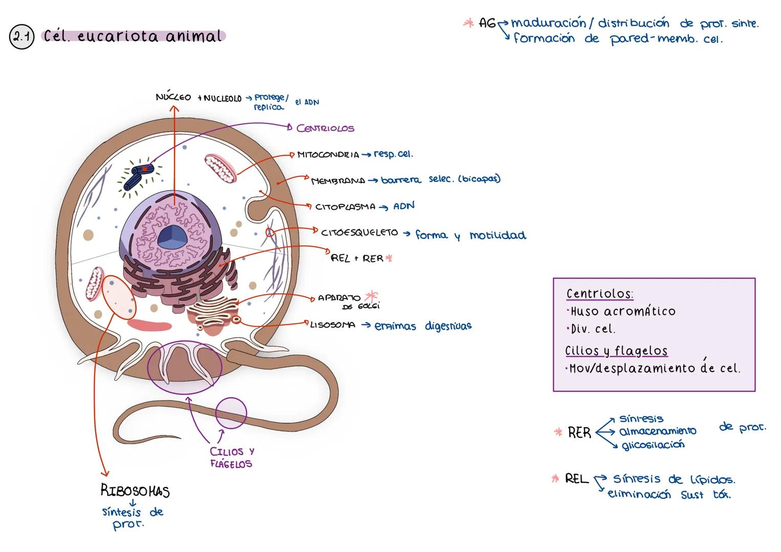La célula
Material genético (ADN)
→ Ud. básica de la vida
Membrana plasmática Integridad de cél.
Resp. Cél.
RELACIÓN CELULAR: x memb cel
Cap
