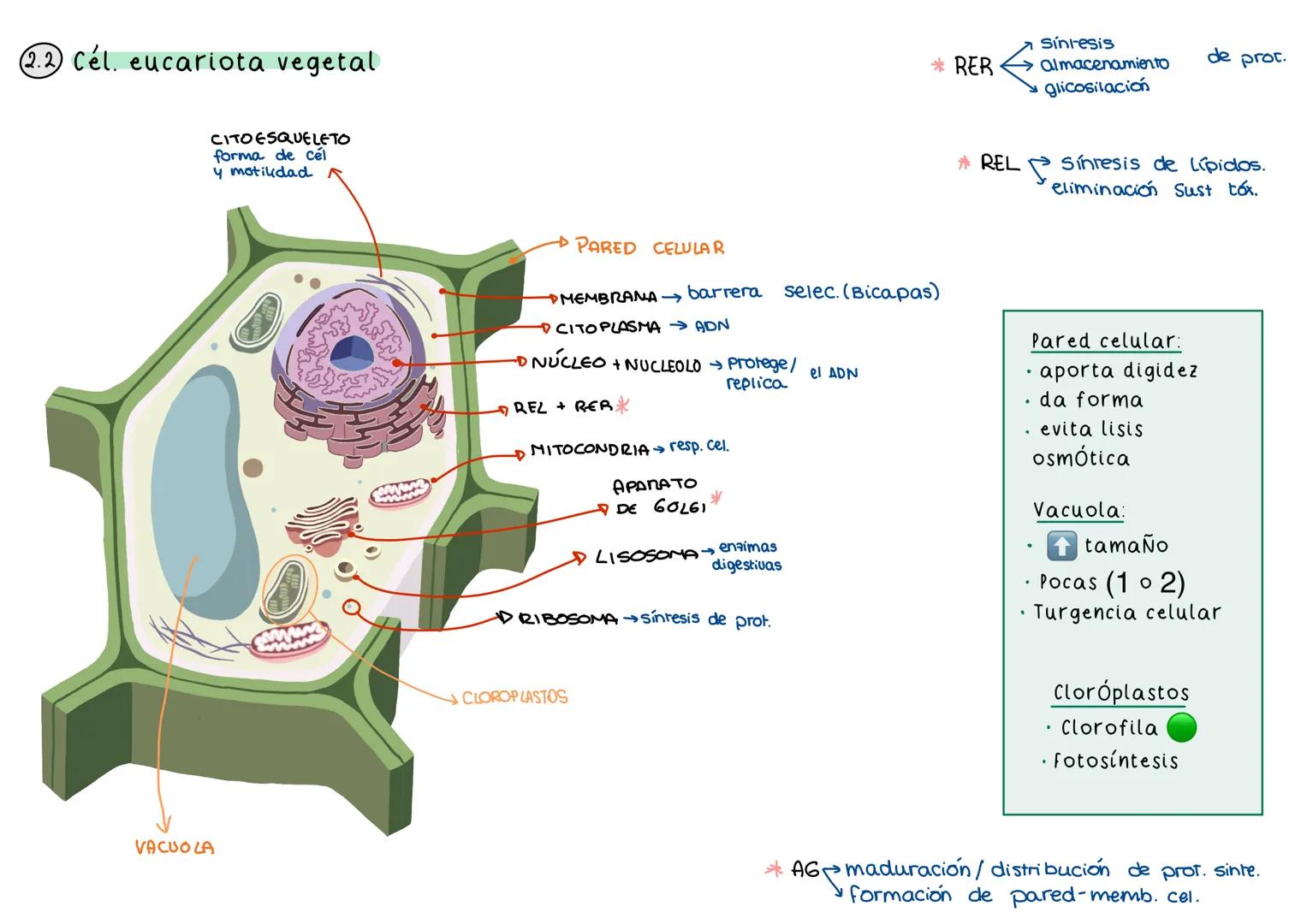 La célula
Material genético (ADN)
→ Ud. básica de la vida
Membrana plasmática Integridad de cél.
Resp. Cél.
RELACIÓN CELULAR: x memb cel
Cap