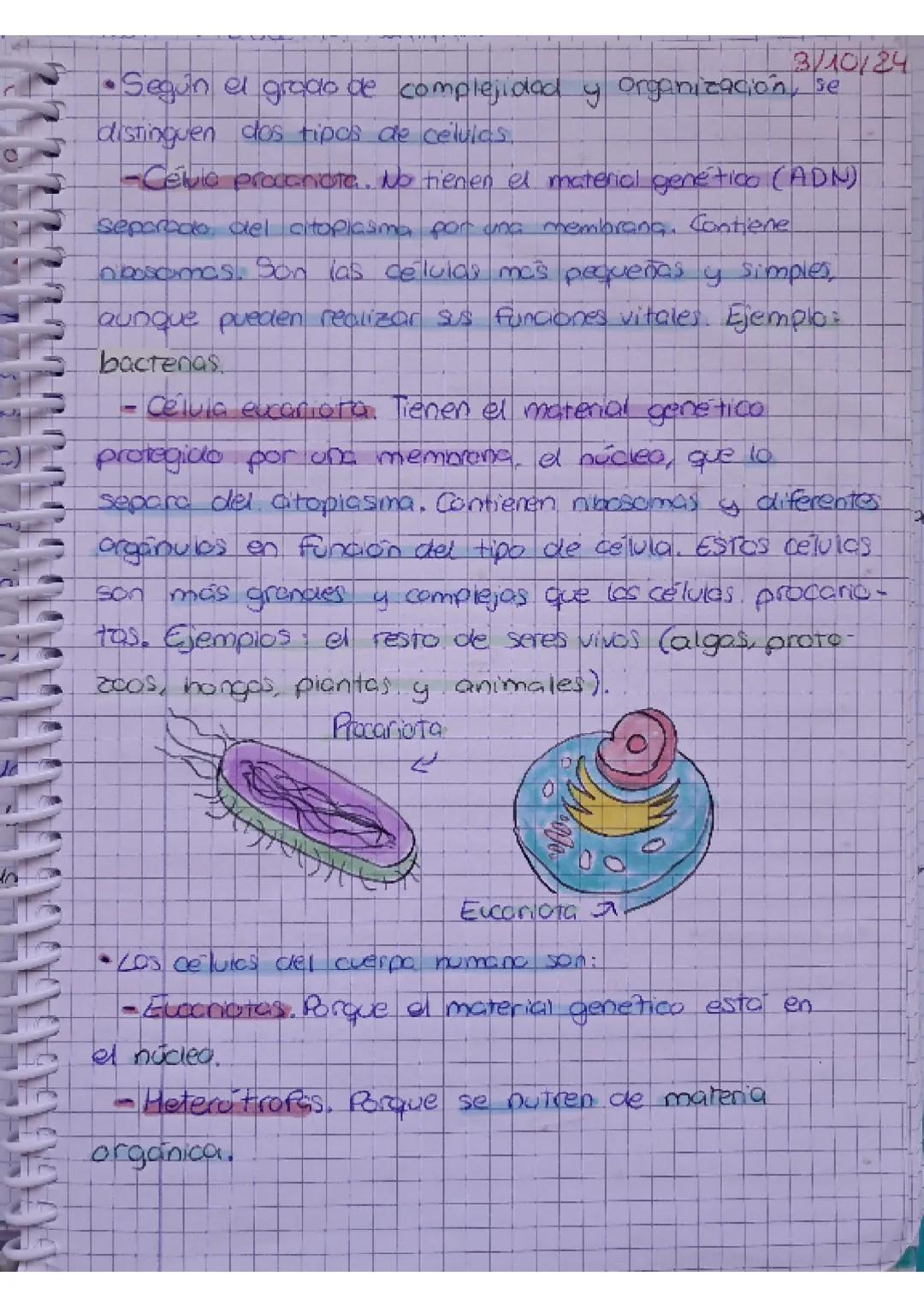 UNIDAD 4:2 CUERPO
1. Niveles de organización
ЗМФ/24
UMANO-biologi
• El cuerpo humano estor orgonizado en atomos, motevios
celuids, tejidos,