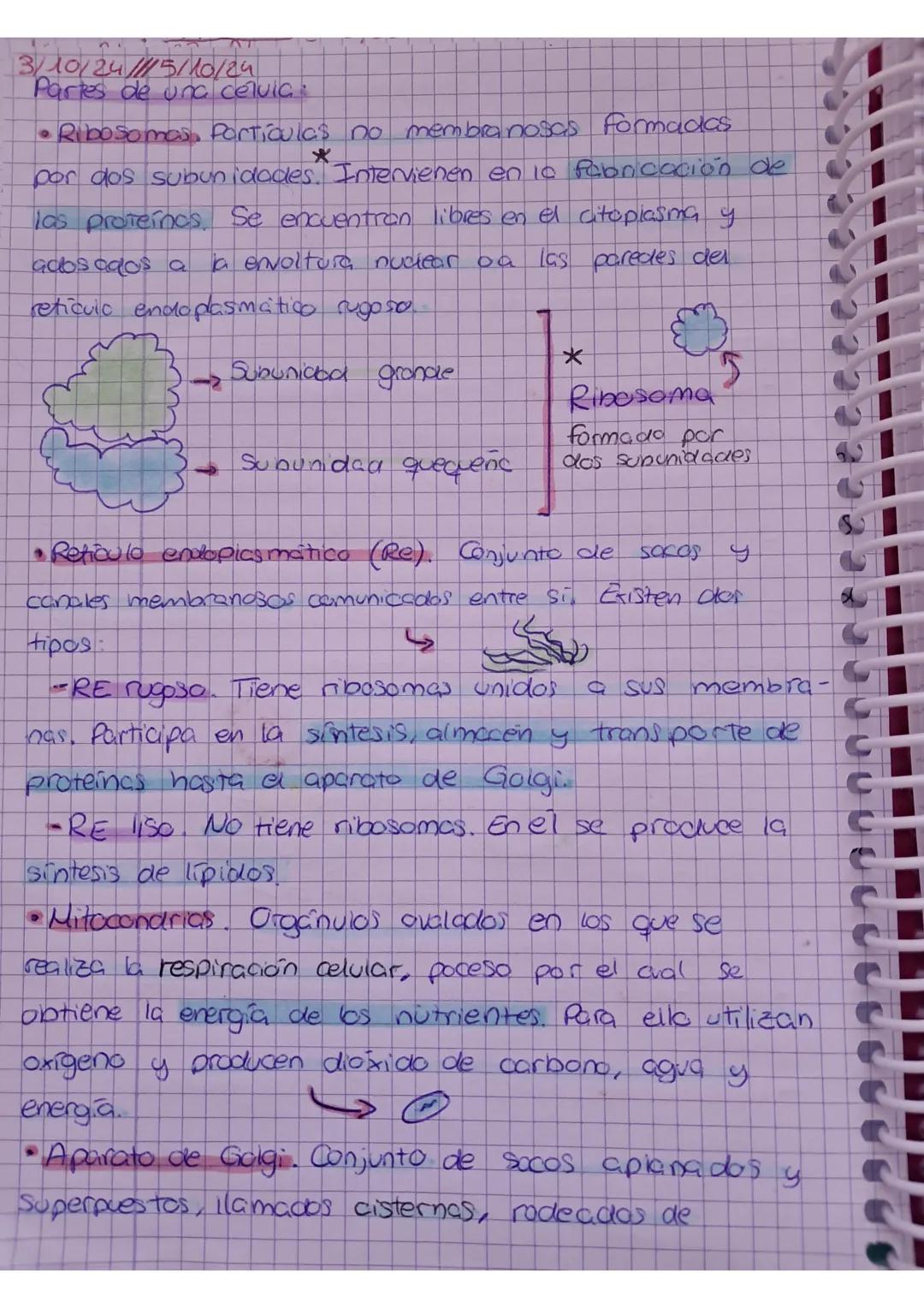 UNIDAD 4:2 CUERPO
1. Niveles de organización
ЗМФ/24
UMANO-biologi
• El cuerpo humano estor orgonizado en atomos, motevios
celuids, tejidos,