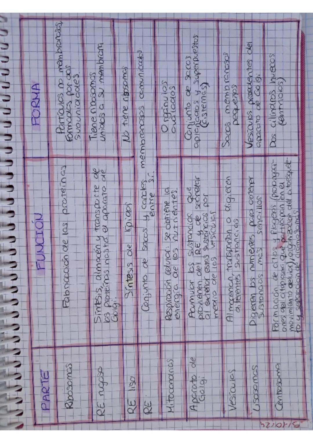 UNIDAD 4:2 CUERPO
1. Niveles de organización
ЗМФ/24
UMANO-biologi
• El cuerpo humano estor orgonizado en atomos, motevios
celuids, tejidos,
