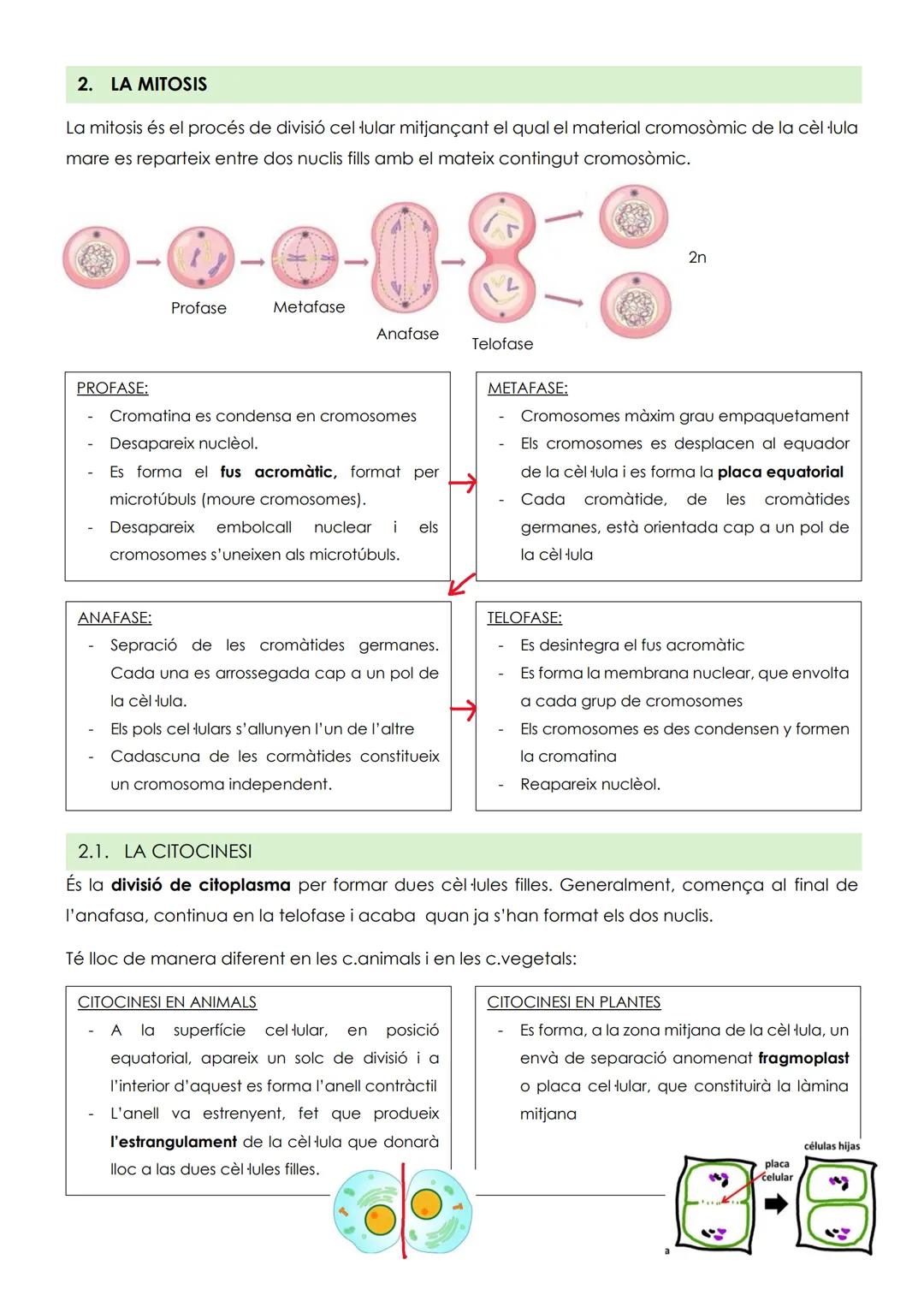 # TEMA 5: CICLE CELLULAR I CÁNCER
1. EI CICLE CEL LULAR
El cicle cel fular és el conjunt ordenat de pocessos pels quals passa
una cèl·lula