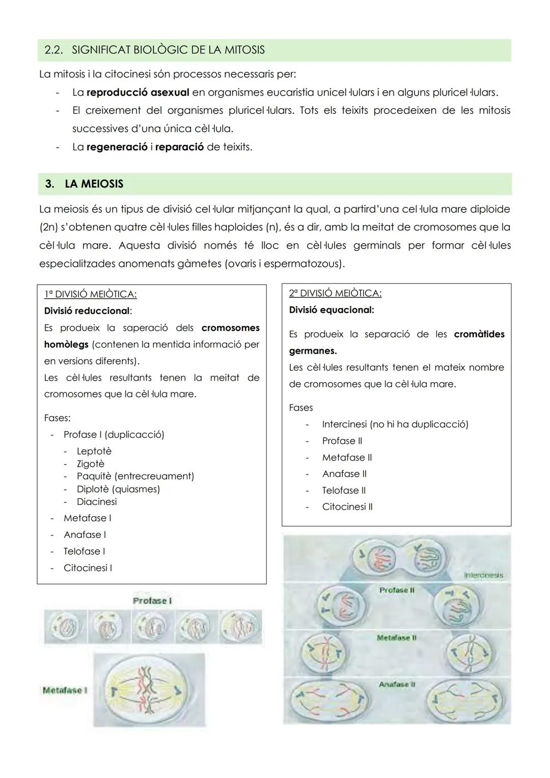 # TEMA 5: CICLE CELLULAR I CÁNCER
1. EI CICLE CEL LULAR
El cicle cel fular és el conjunt ordenat de pocessos pels quals passa
una cèl·lula