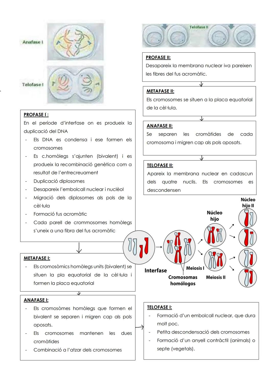 # TEMA 5: CICLE CELLULAR I CÁNCER
1. EI CICLE CEL LULAR
El cicle cel fular és el conjunt ordenat de pocessos pels quals passa
una cèl·lula