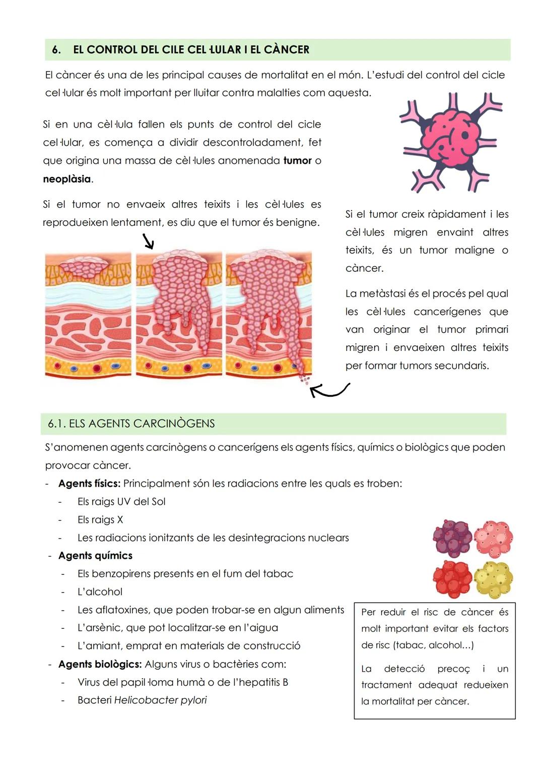 # TEMA 5: CICLE CELLULAR I CÁNCER
1. EI CICLE CEL LULAR
El cicle cel fular és el conjunt ordenat de pocessos pels quals passa
una cèl·lula