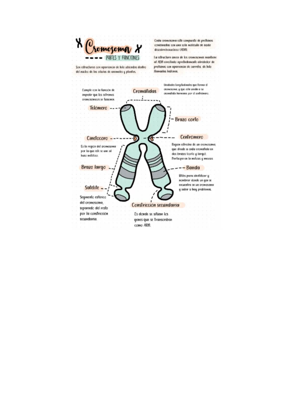 & Cromosoma X
PARTES Y FUNCIONES
Son estructuras con aparencia de hilo ubicadas dentro
del macleo de los celulas de aneks y planos
Cada crom