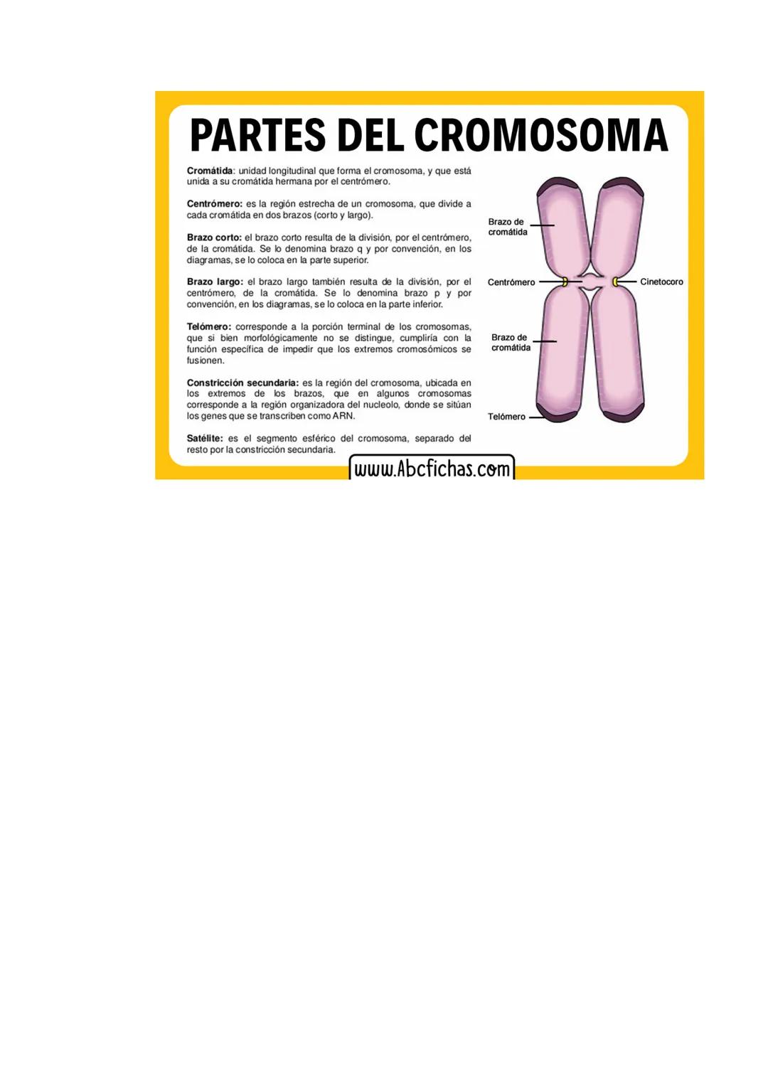 & Cromosoma X
PARTES Y FUNCIONES
Son estructuras con aparencia de hilo ubicadas dentro
del macleo de los celulas de aneks y planos
Cada crom