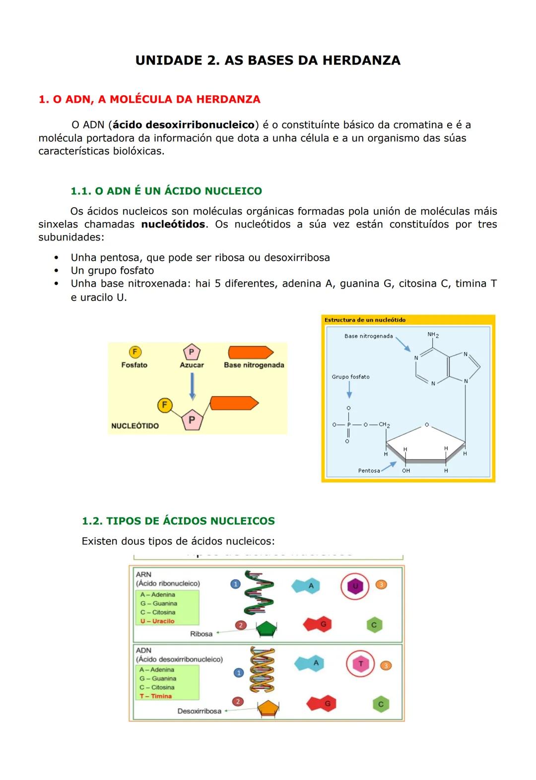 UNIDADE 2. AS BASES DA HERDANZA
1. O ADN, A MOLÉCULA DA HERDANZA
O ADN (ácido desoxirribonucleico) é o constituínte básico da cromatina e é