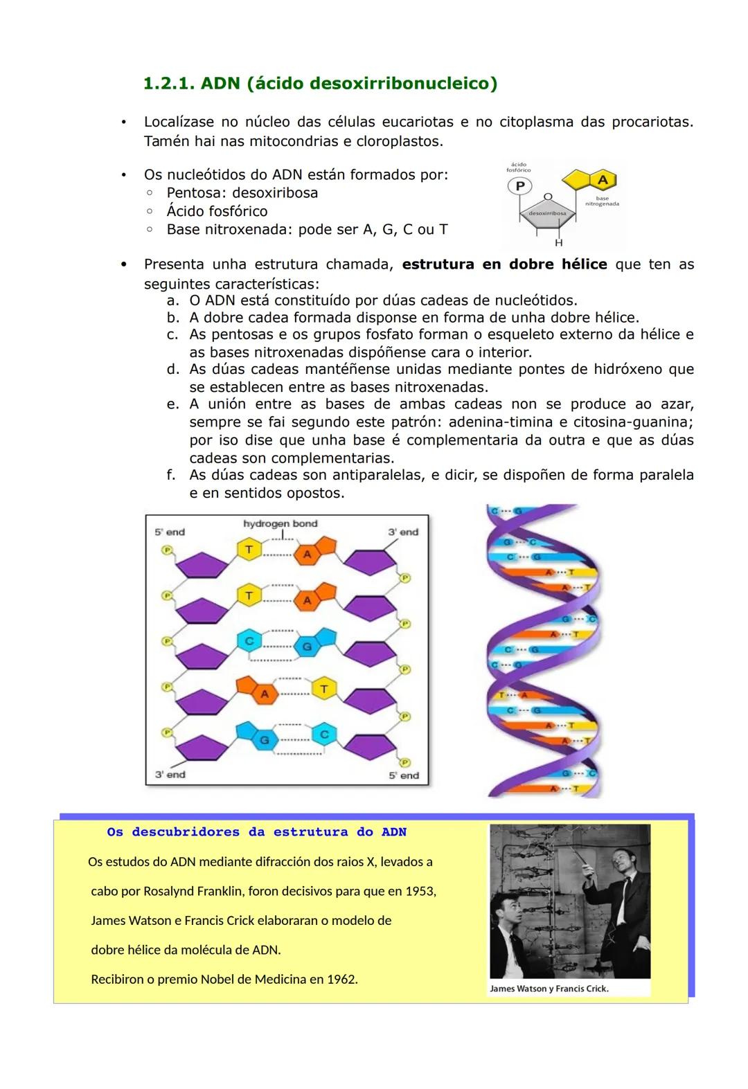 UNIDADE 2. AS BASES DA HERDANZA
1. O ADN, A MOLÉCULA DA HERDANZA
O ADN (ácido desoxirribonucleico) é o constituínte básico da cromatina e é