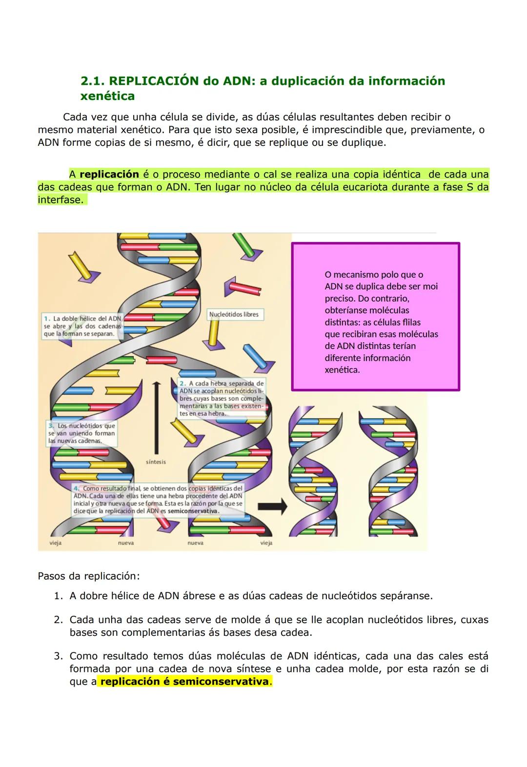 UNIDADE 2. AS BASES DA HERDANZA
1. O ADN, A MOLÉCULA DA HERDANZA
O ADN (ácido desoxirribonucleico) é o constituínte básico da cromatina e é