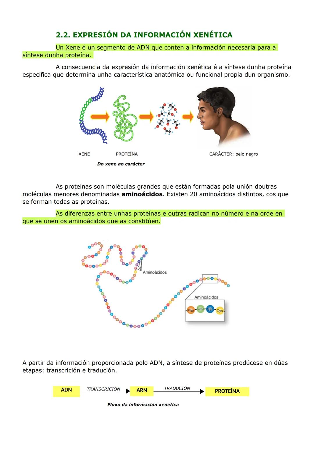 UNIDADE 2. AS BASES DA HERDANZA
1. O ADN, A MOLÉCULA DA HERDANZA
O ADN (ácido desoxirribonucleico) é o constituínte básico da cromatina e é