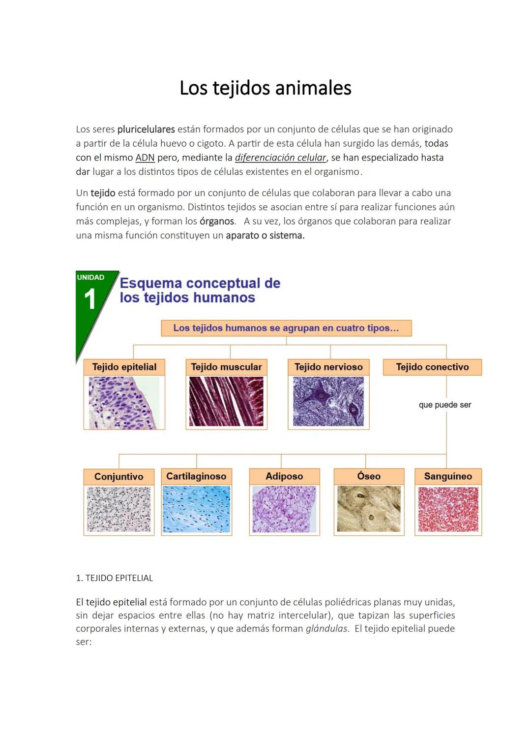 Los tejidos animales
Los seres pluricelulares están formados por un conjunto de células que se han originado
a partir de la célula huevo o c