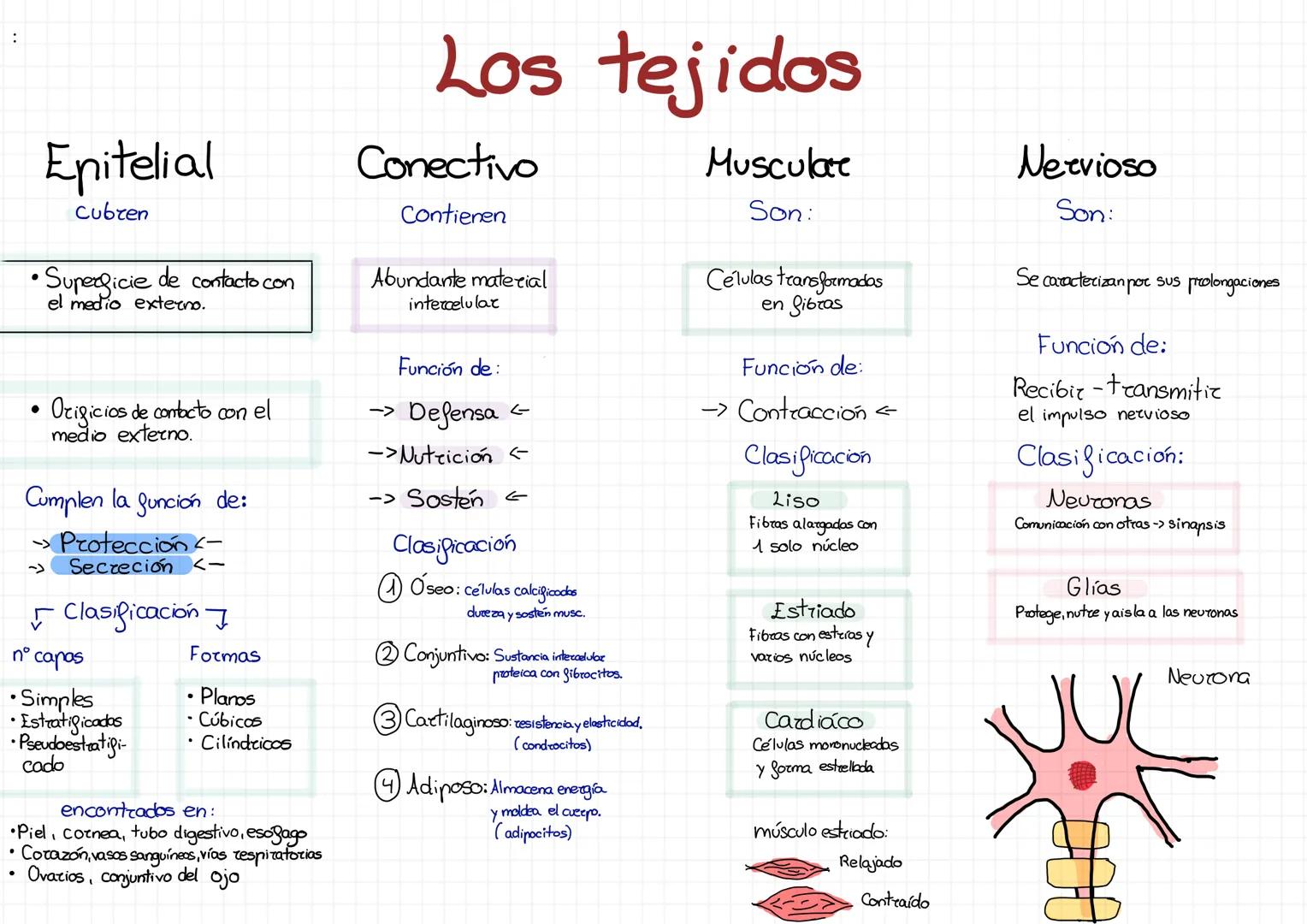 :
Epitelial
cubren
• Superficie de contacto con
el medio externo.
Los tejidos
Conectivo
Contienen
Abundante material
intercelular
Musculate