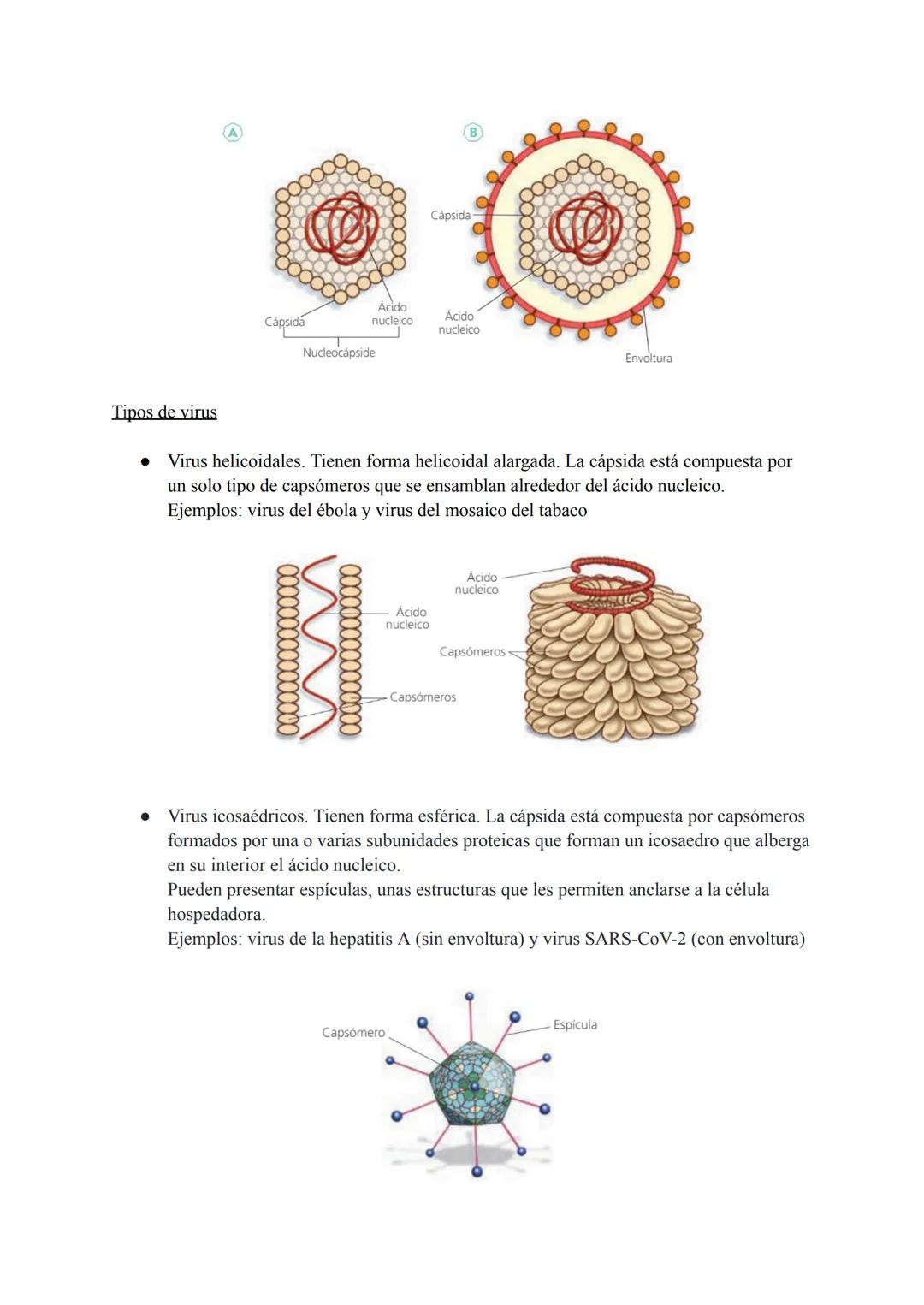 # TEMA 7 MICROORGANISMOS Y
# FORMAS ACELULARES
1. Microorganismos: concepto y diversidad
El término microorganismo hace referencia a un gr