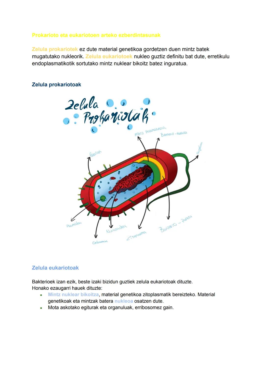 # Biziaren kimika
Zelula
2024/09/30
BIZAREN
KİMİKA
C
gluzidoak Energia
Estrukturalak
H
lipidoak Energia
mintz zelularra asszon dute
0