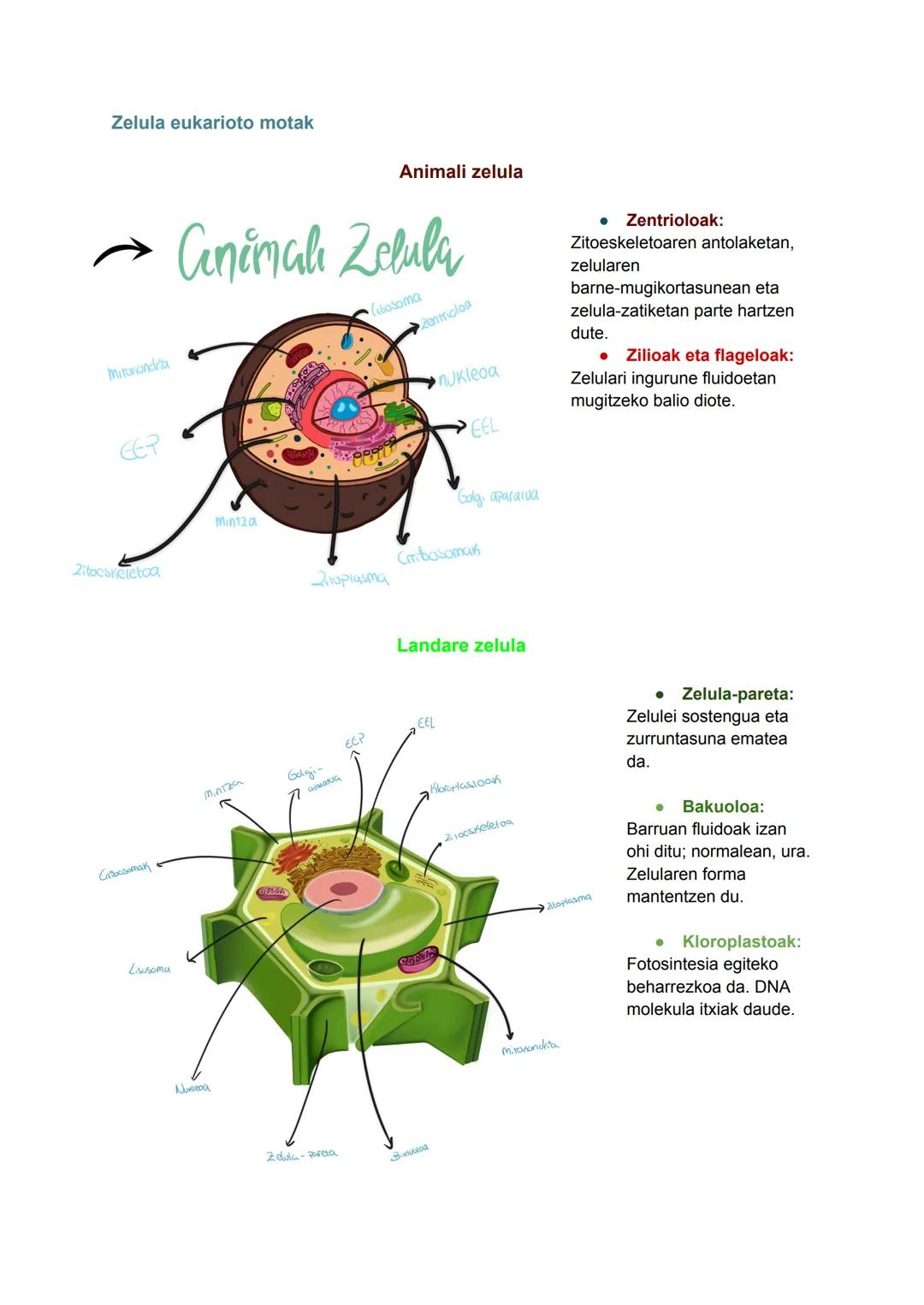 # Biziaren kimika
Zelula
2024/09/30
BIZAREN
KİMİKA
C
gluzidoak Energia
Estrukturalak
H
lipidoak Energia
mintz zelularra asszon dute
0