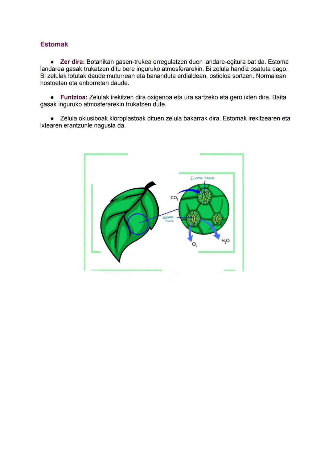 # Biziaren kimika
Zelula
2024/09/30
BIZAREN
KİMİKA
C
gluzidoak Energia
Estrukturalak
H
lipidoak Energia
mintz zelularra asszon dute
0
