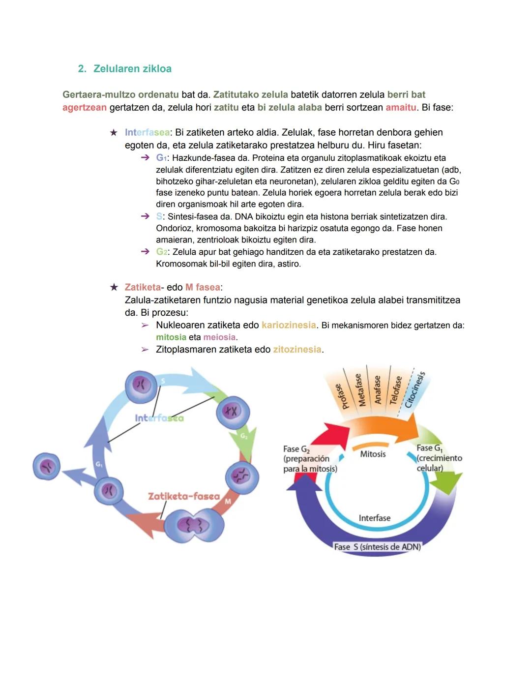 Bio geo azterketa
1. Zelula eukariotoen nukleoa
2024/11/05
Nukleoa zelularen kontrol- eta erregulazio-zentroa da. DNA eramaten duen informaz