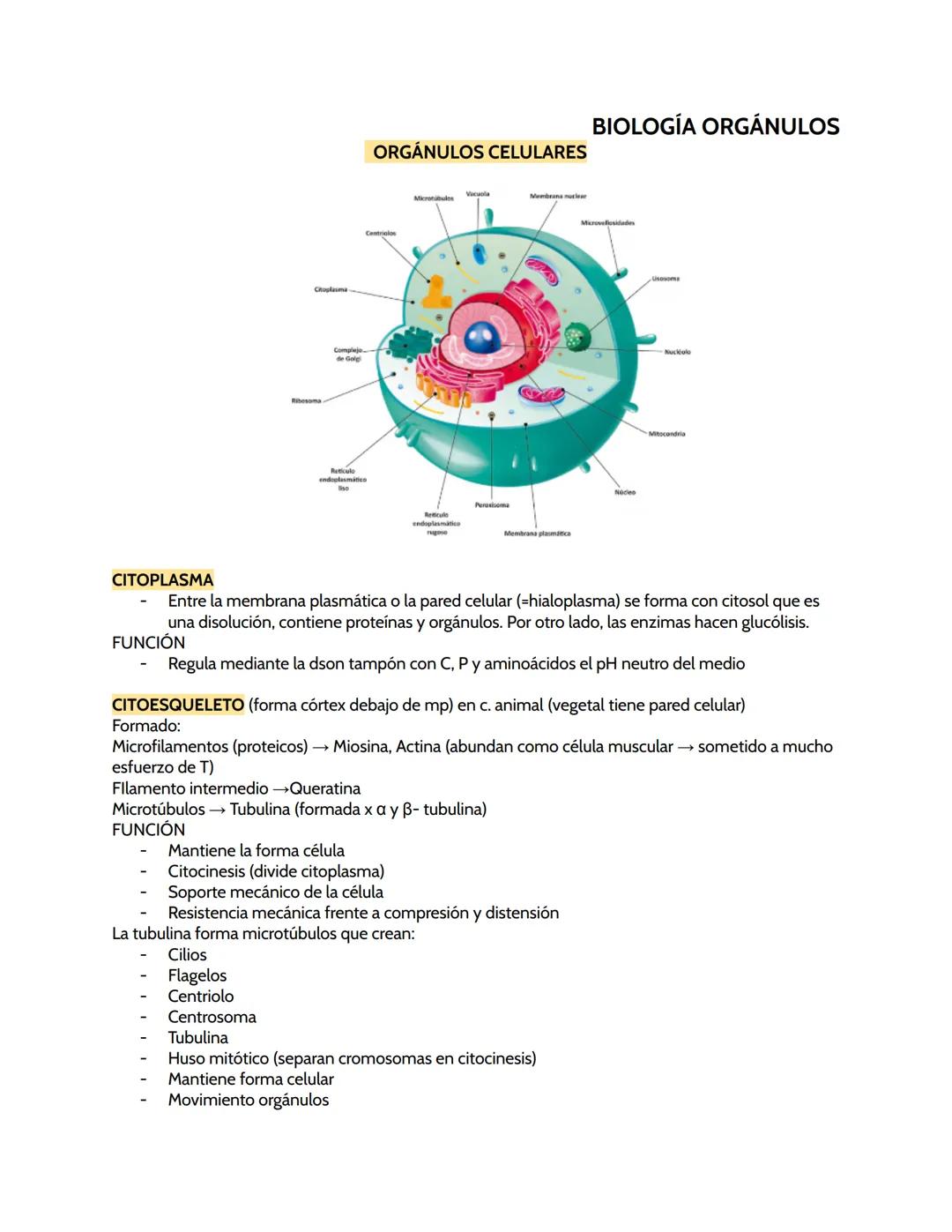 # BIOLOGÍA ORGÁNULOS
ORGÁNULOS CELULARES
CITOPLASMA
- Entre la membrana plasmática o la pared celular (=hialoplasma) se forma con citosol q