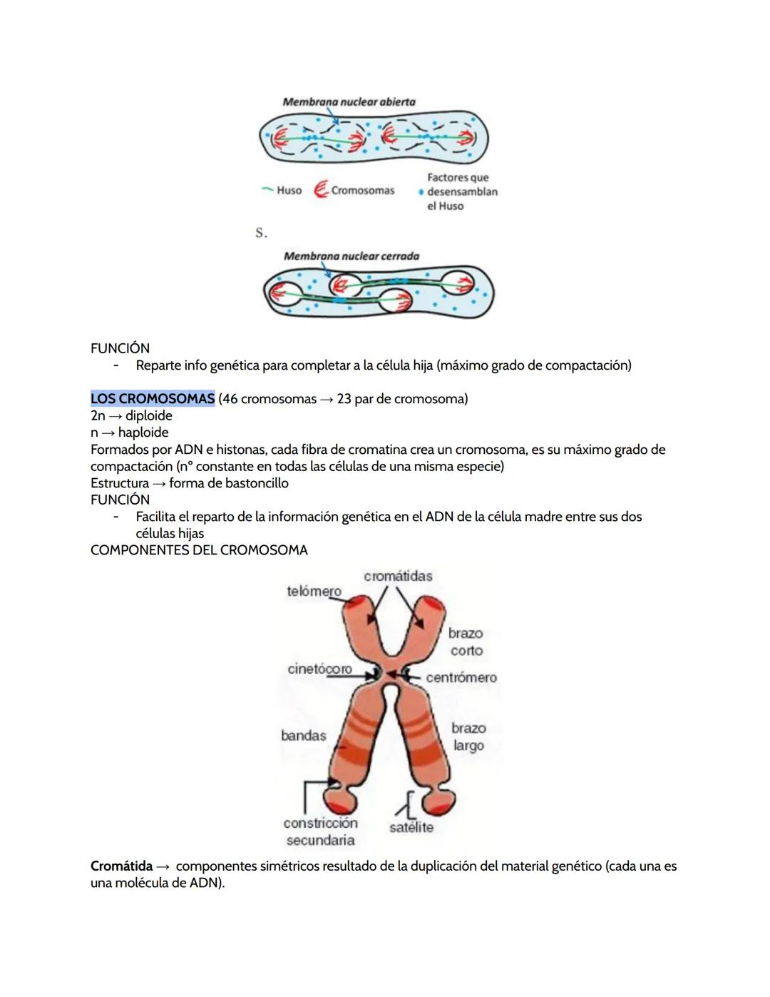 # BIOLOGÍA ORGÁNULOS
ORGÁNULOS CELULARES
CITOPLASMA
- Entre la membrana plasmática o la pared celular (=hialoplasma) se forma con citosol q