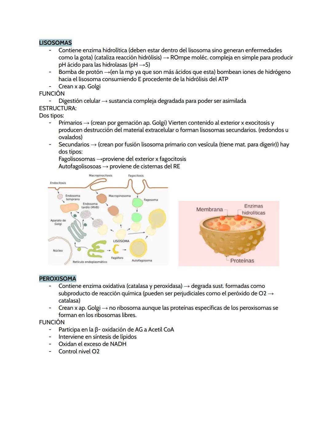 # BIOLOGÍA ORGÁNULOS
ORGÁNULOS CELULARES
CITOPLASMA
- Entre la membrana plasmática o la pared celular (=hialoplasma) se forma con citosol q
