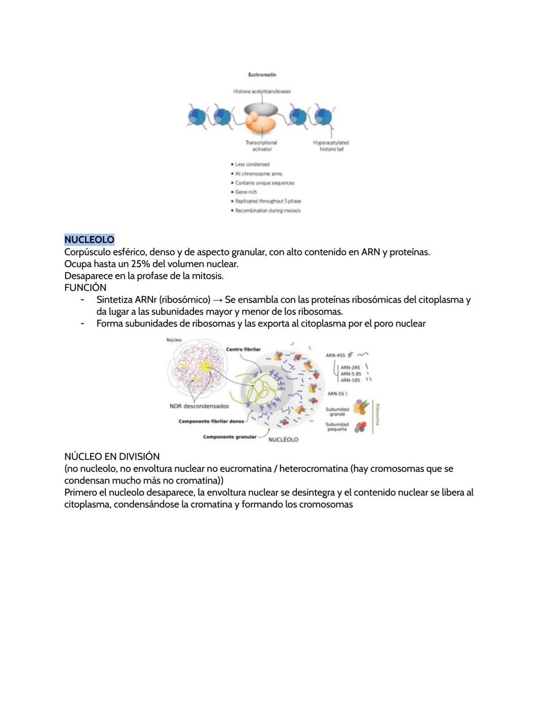 # BIOLOGÍA ORGÁNULOS
ORGÁNULOS CELULARES
CITOPLASMA
- Entre la membrana plasmática o la pared celular (=hialoplasma) se forma con citosol q