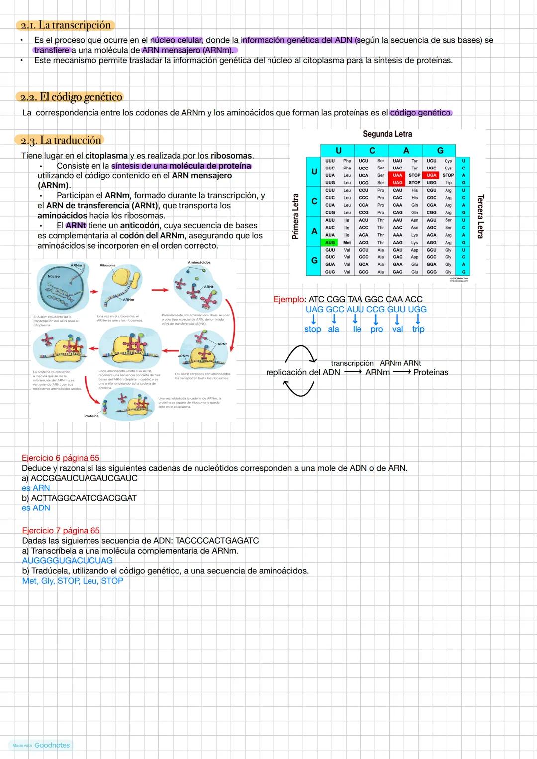 # Tema 2. La información genética
Estructura de un nucleótido
Grupo
fostato
Base
nitrogenada
Azúcar ribosa
o desoxirriposa
Los cromosom